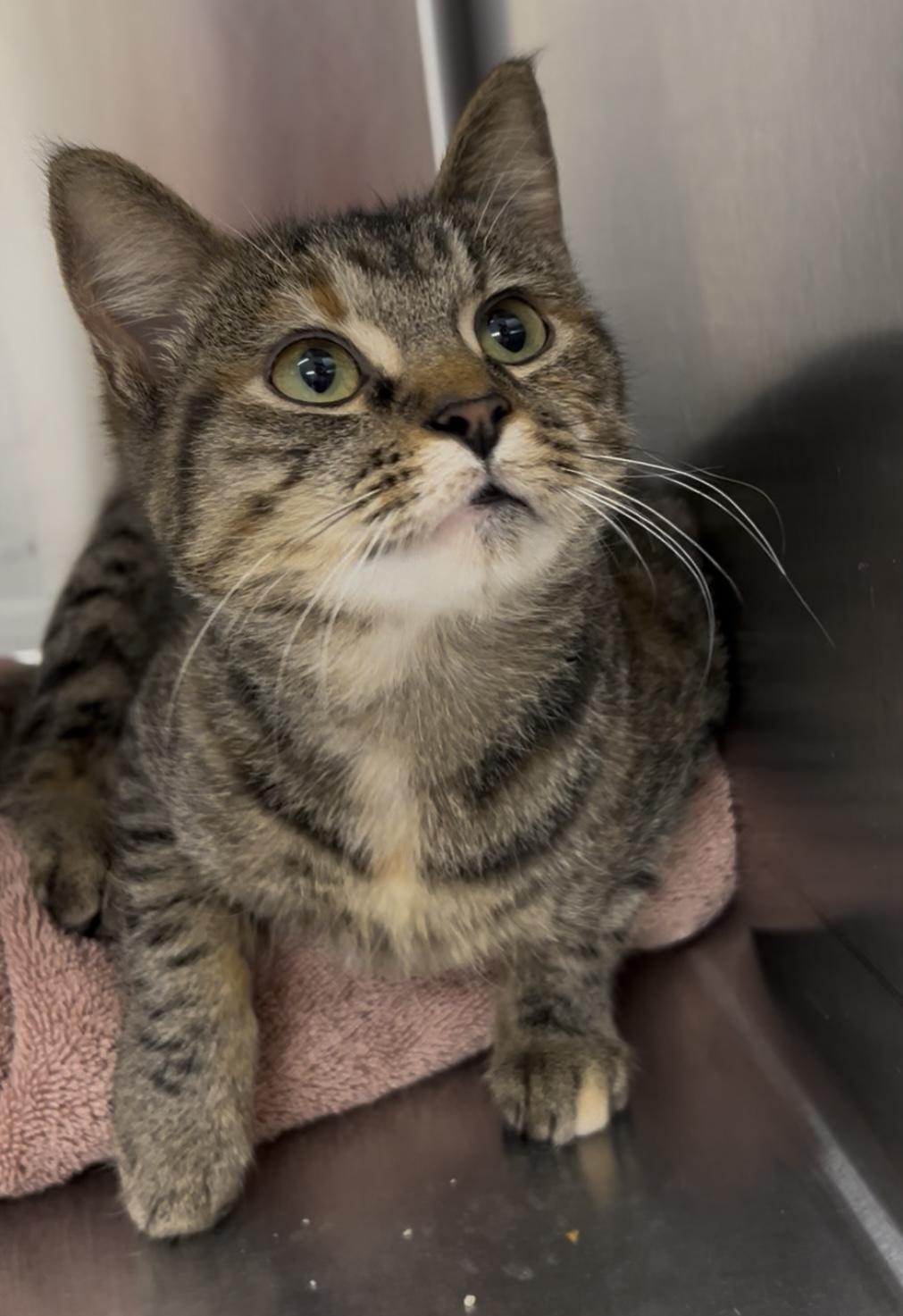 Dime, adoptable, Young Female Domestic Short Hair & Torbie.