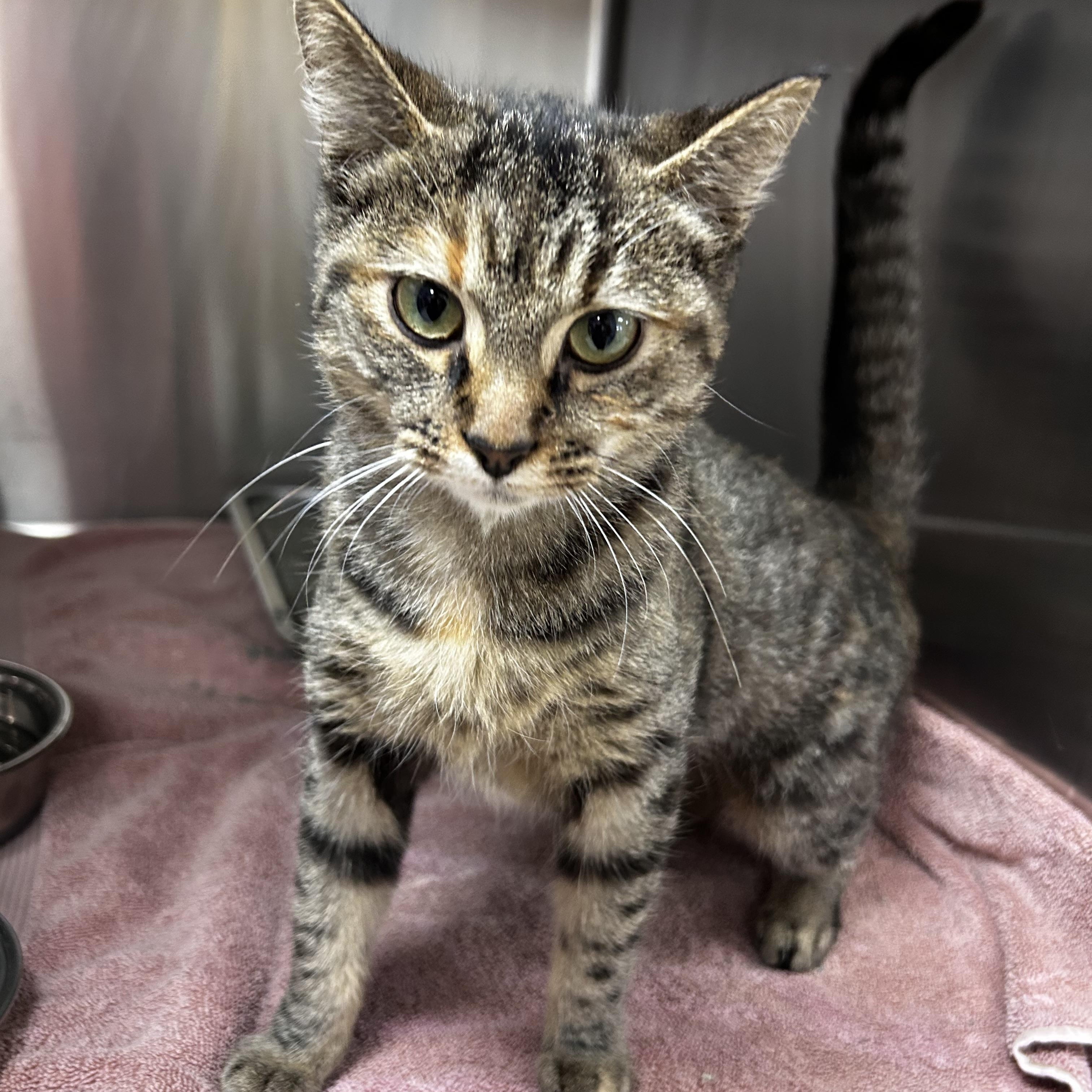 Enlarge Dime, an adoptable mixed breed in Greensboro, NC image 6/6