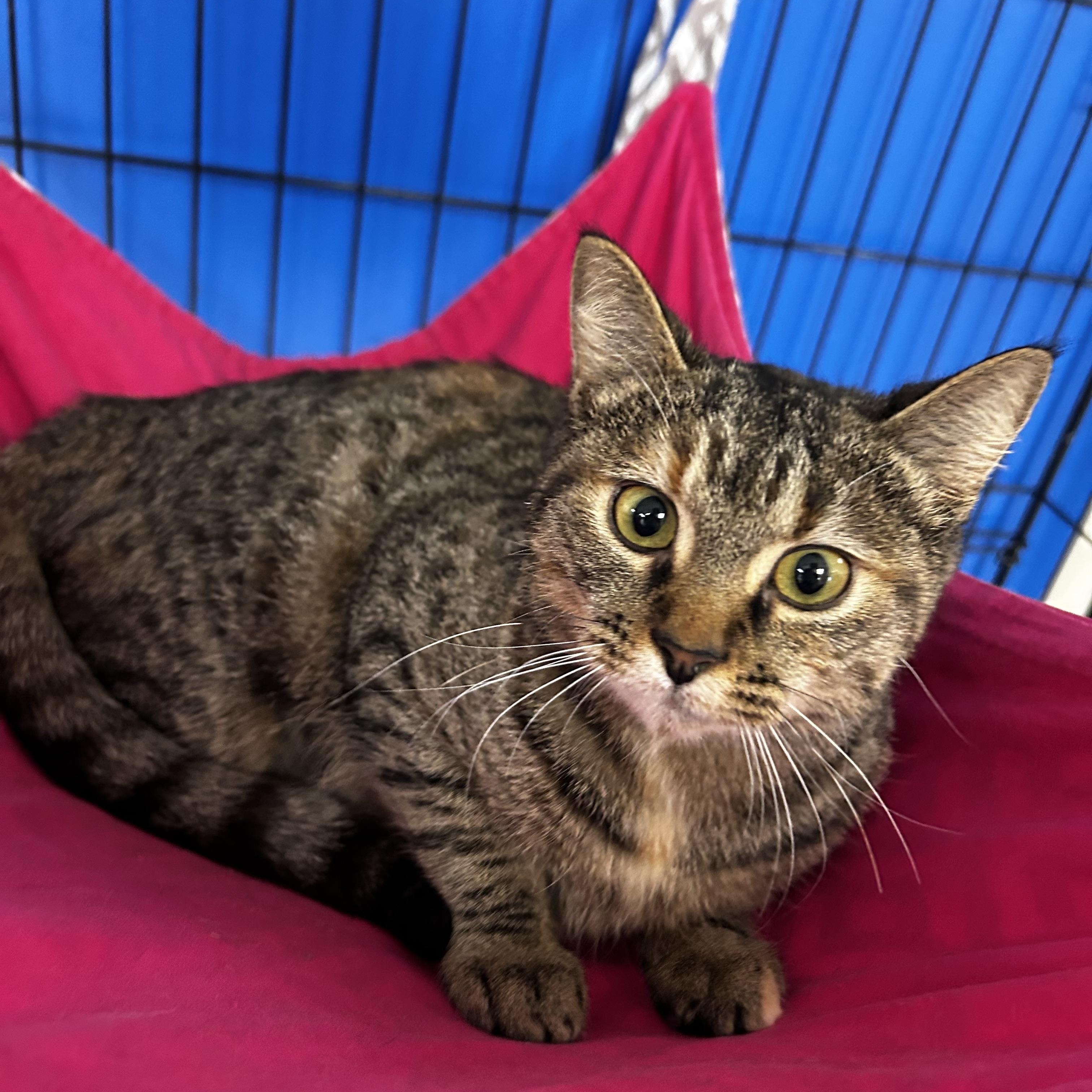 Enlarge Dime, an adoptable mixed breed in Greensboro, NC image 5/6