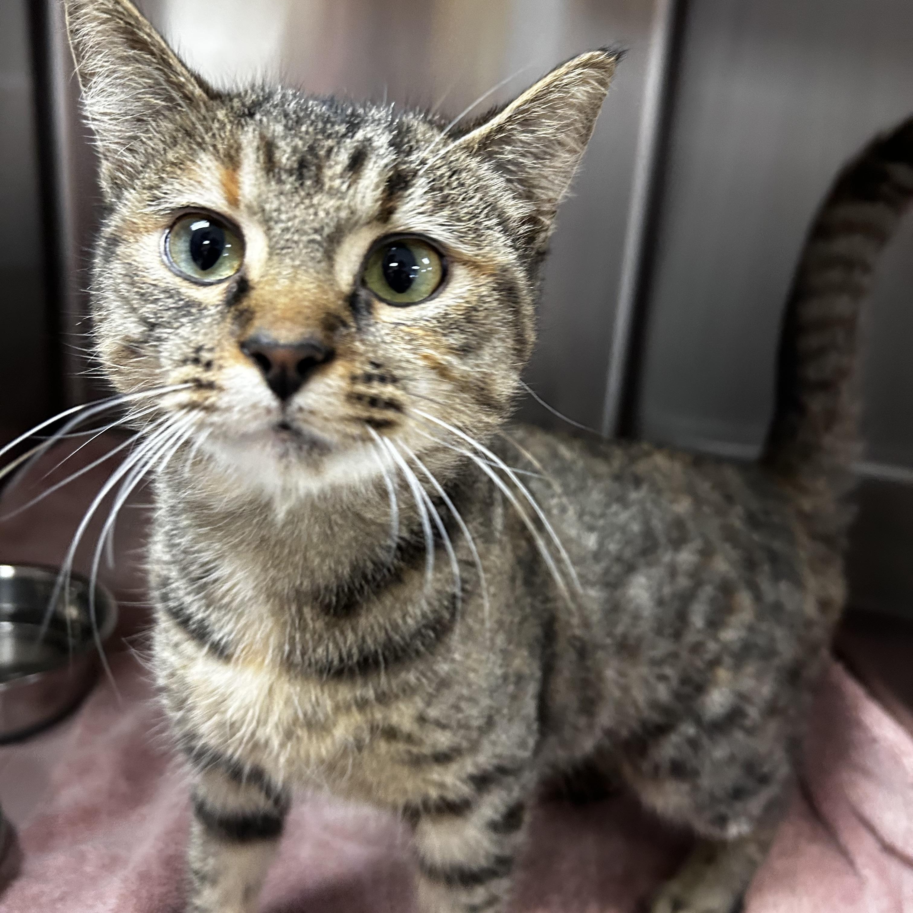 Enlarge Dime, an adoptable mixed breed in Greensboro, NC image 4/6