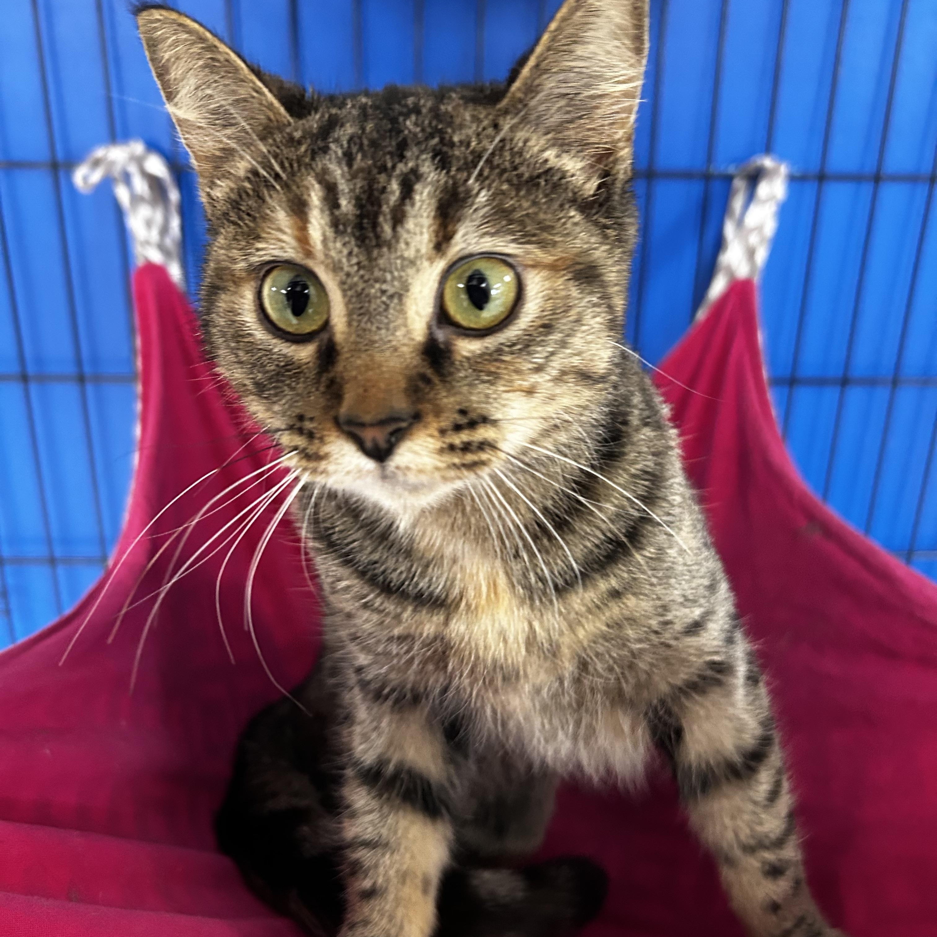 Enlarge Dime, an adoptable mixed breed in Greensboro, NC image 3/6