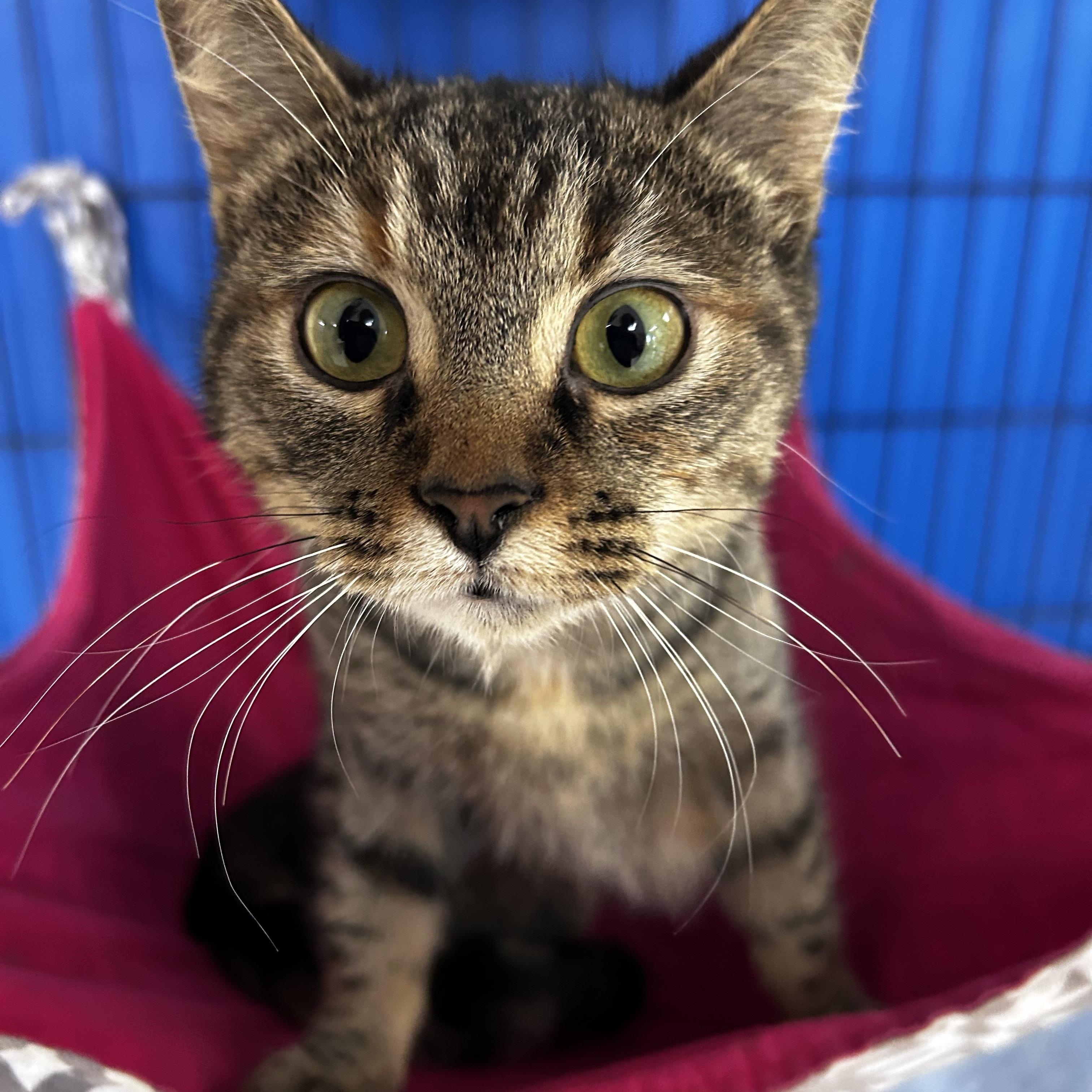 Dime, adoptable, Young Female Domestic Short Hair & Torbie.