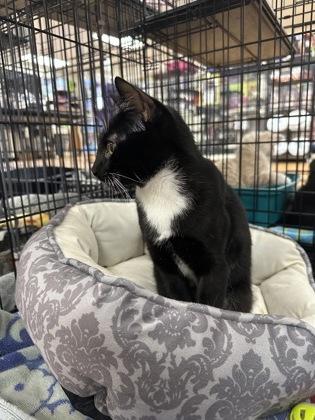 Romeo 52595, an adopted Domestic Short Hair in Oklahoma City, OK image 2/3