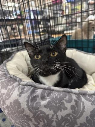 Romeo 52595, an adopted Domestic Short Hair in Oklahoma City, OK image 3/3