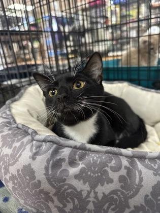 Romeo 52595, adopted, Kitten Male Domestic Short Hair.
