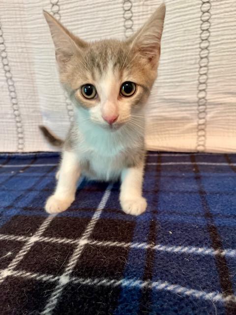 Denali, Adoptable, Kitten Male Domestic Short Hair & Tabby.