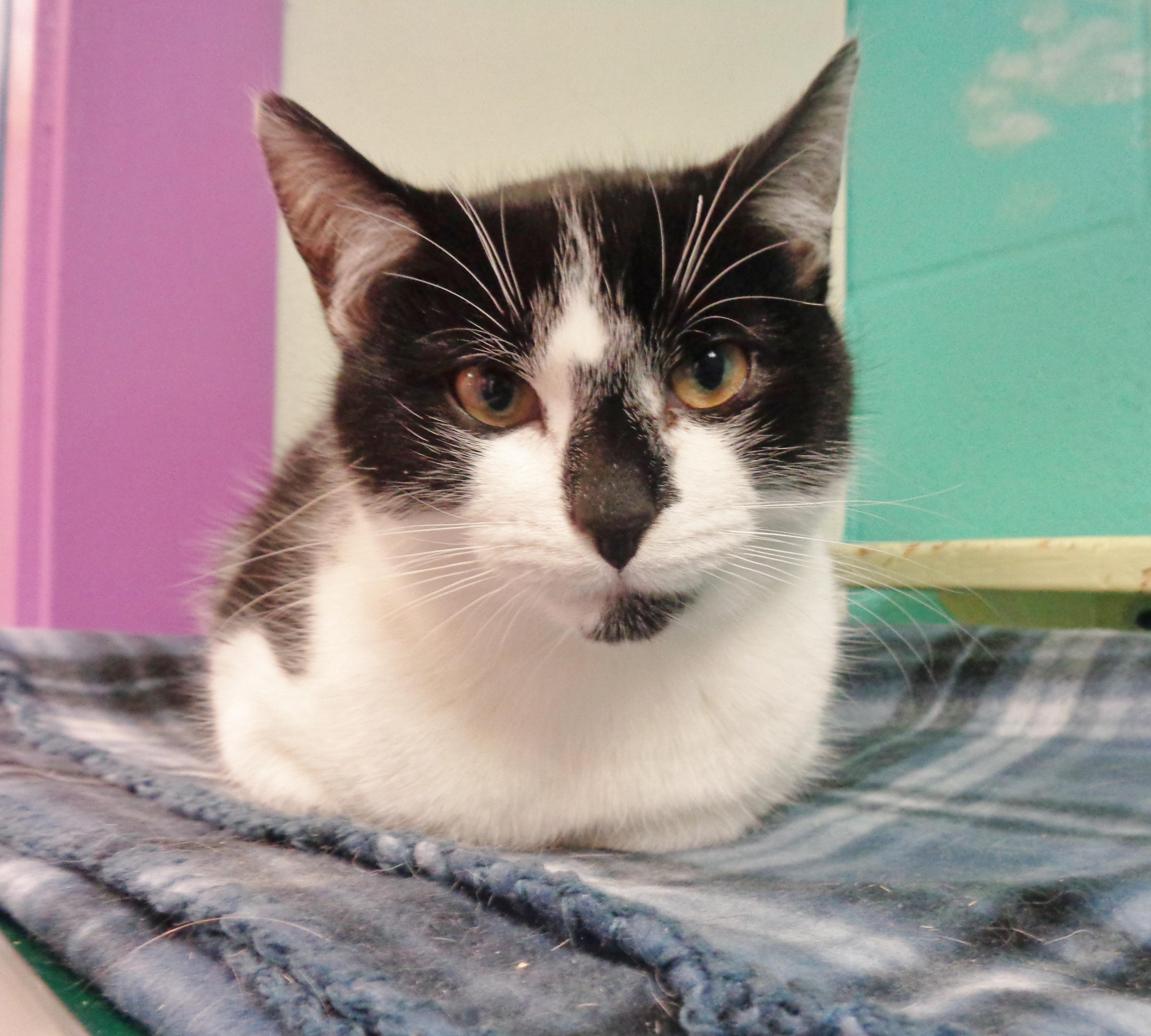 Enlarge BATTERY, a Adoptable Domestic Short Hair in Delhi, NY image 1/5