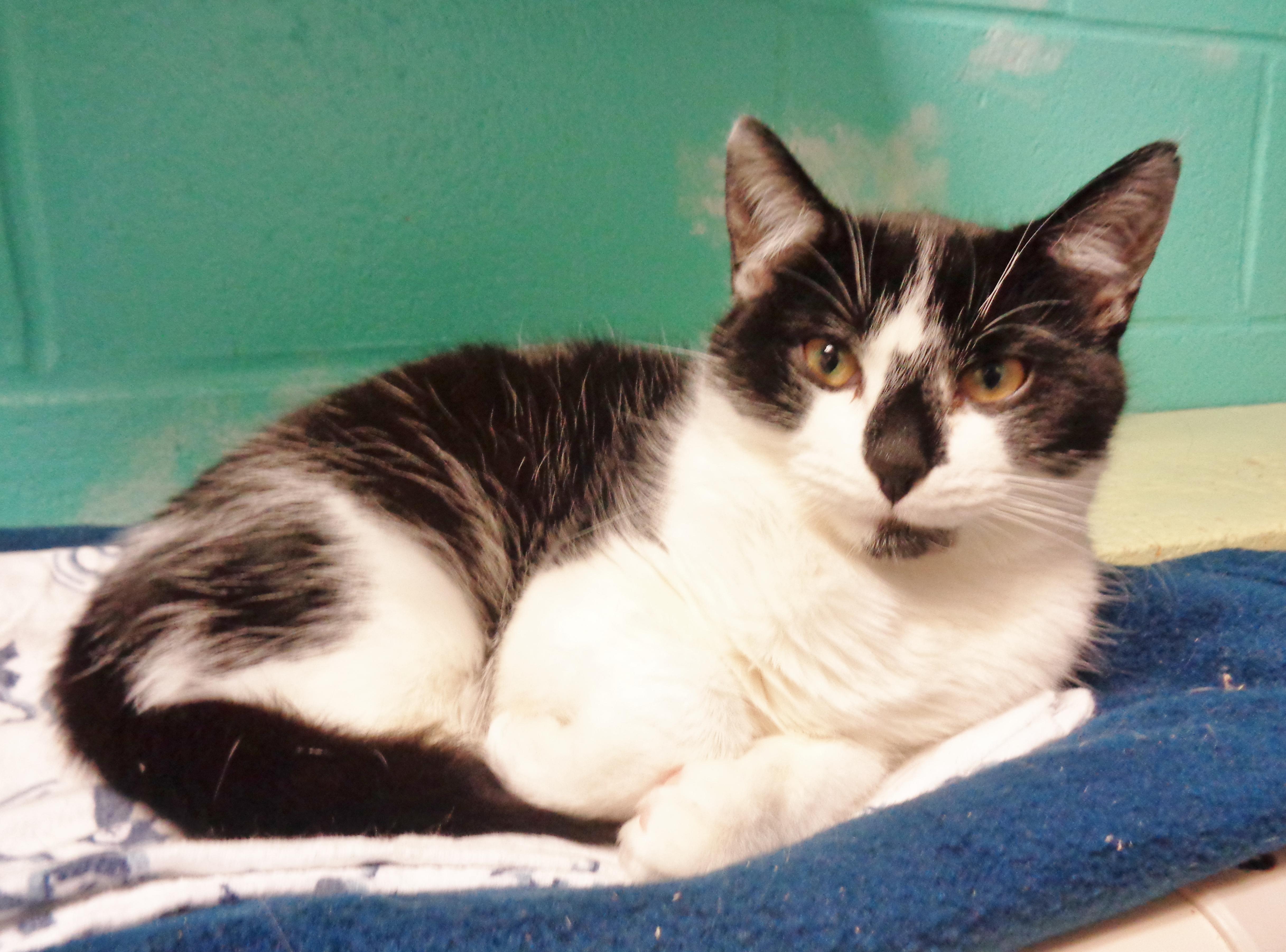 Enlarge BATTERY, a Adoptable Domestic Short Hair in Delhi, NY image 2/5