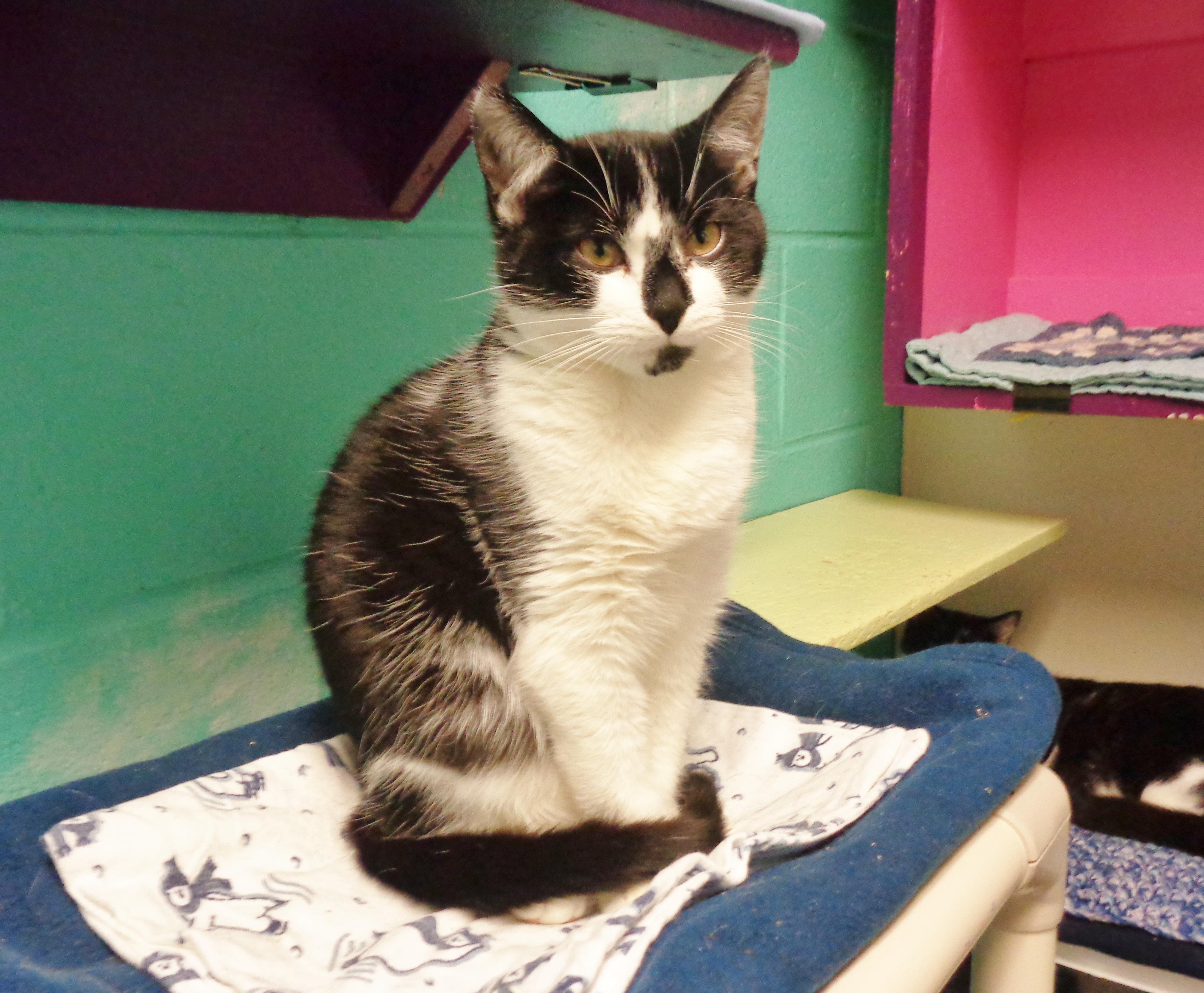 Enlarge BATTERY, a Adoptable Domestic Short Hair in Delhi, NY image 3/5