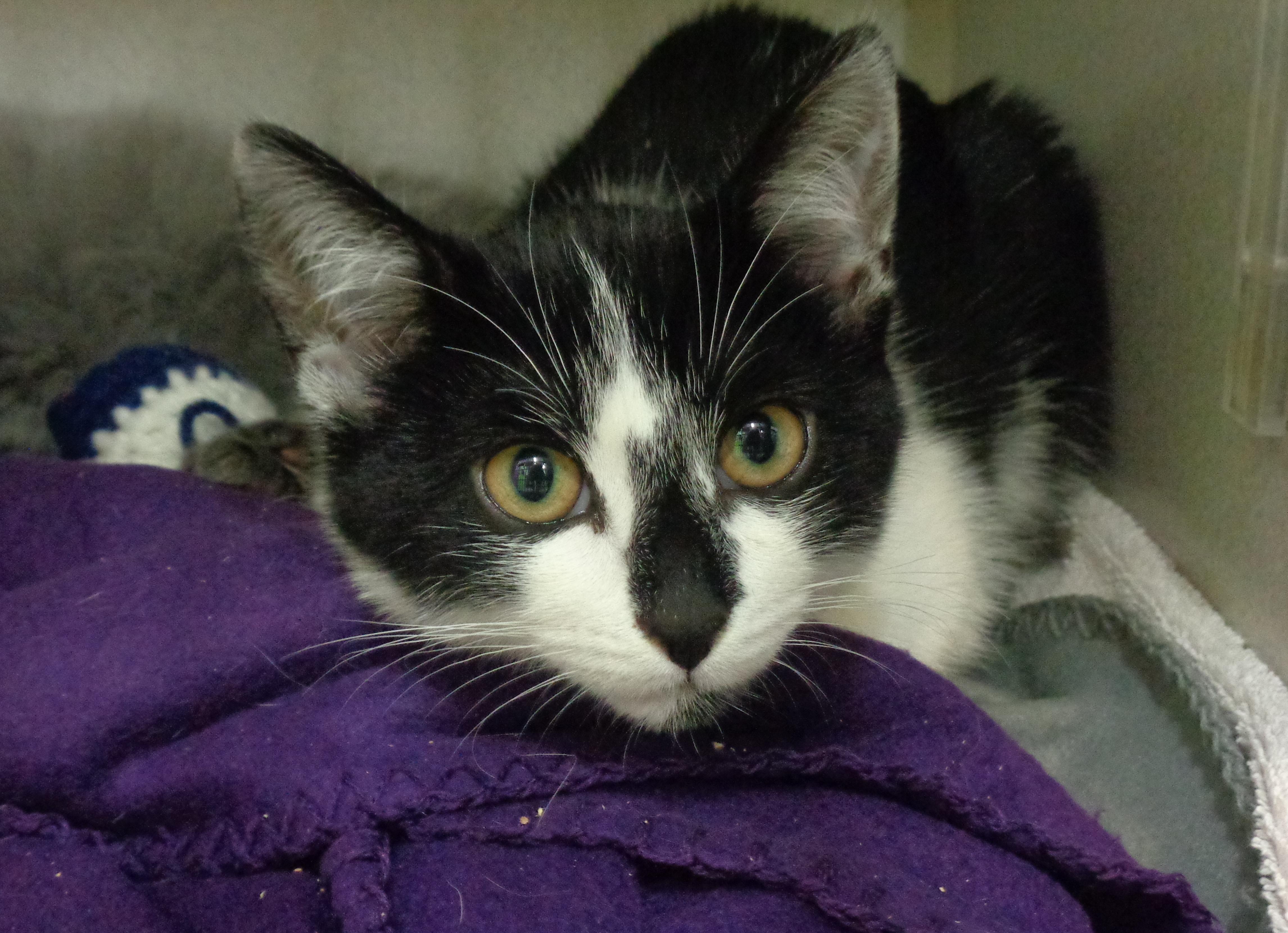 Enlarge BATTERY, a Adoptable Domestic Short Hair in Delhi, NY image 5/5