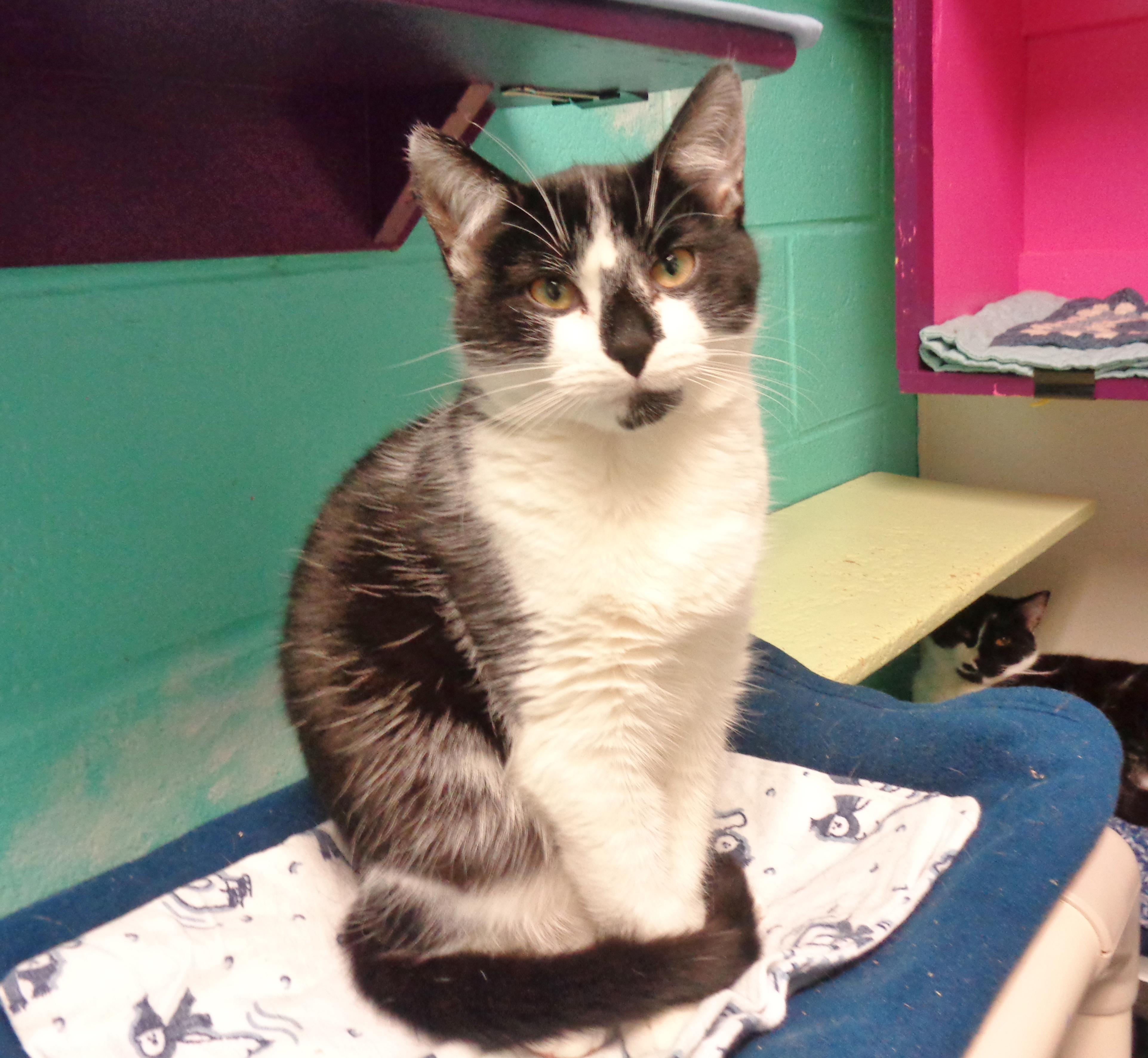 Enlarge BATTERY, a Adoptable Domestic Short Hair in Delhi, NY image 4/5