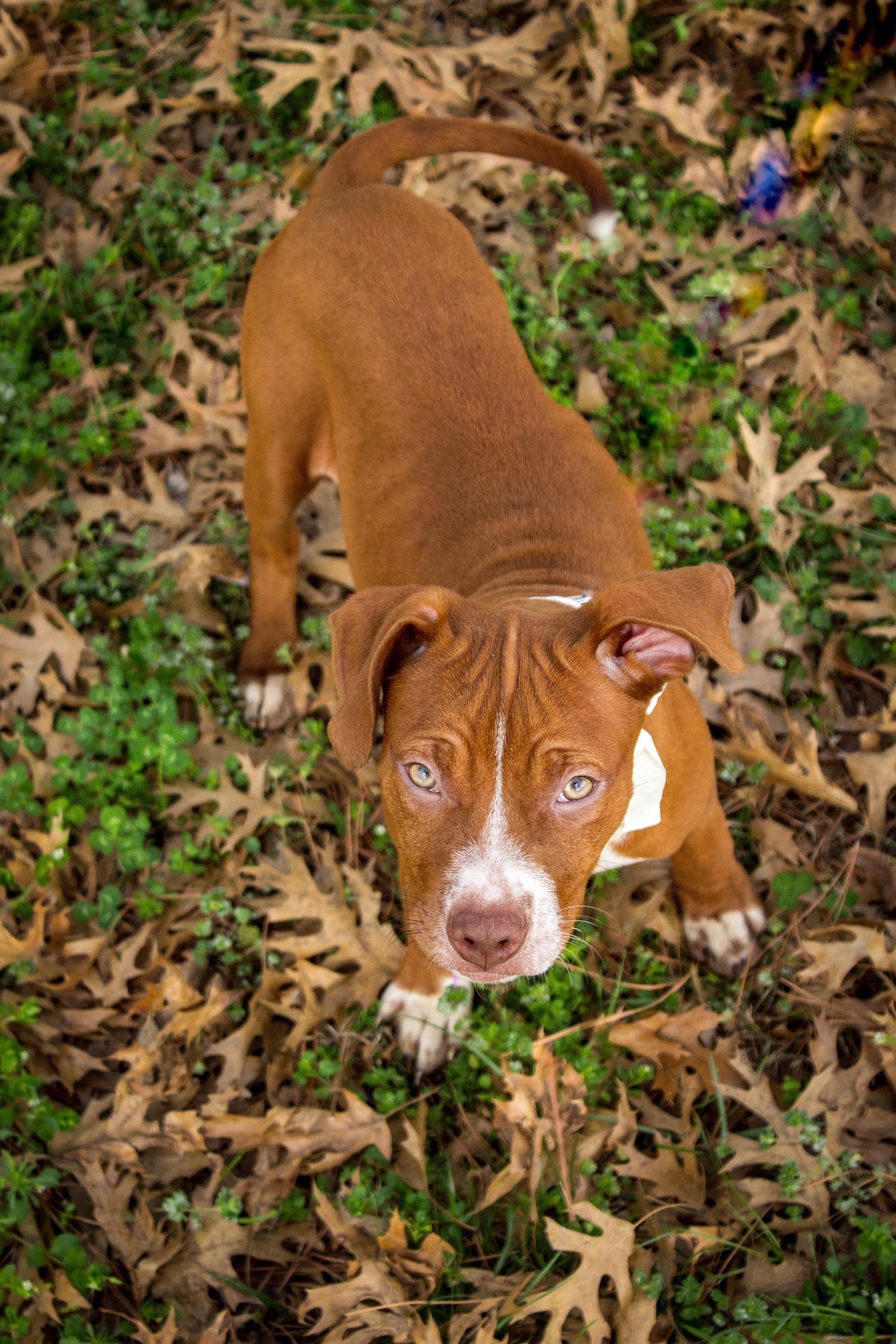 Enlarge KELSI, an adoptable Pit Bull Terrier in Jenks, OK image 3/3
