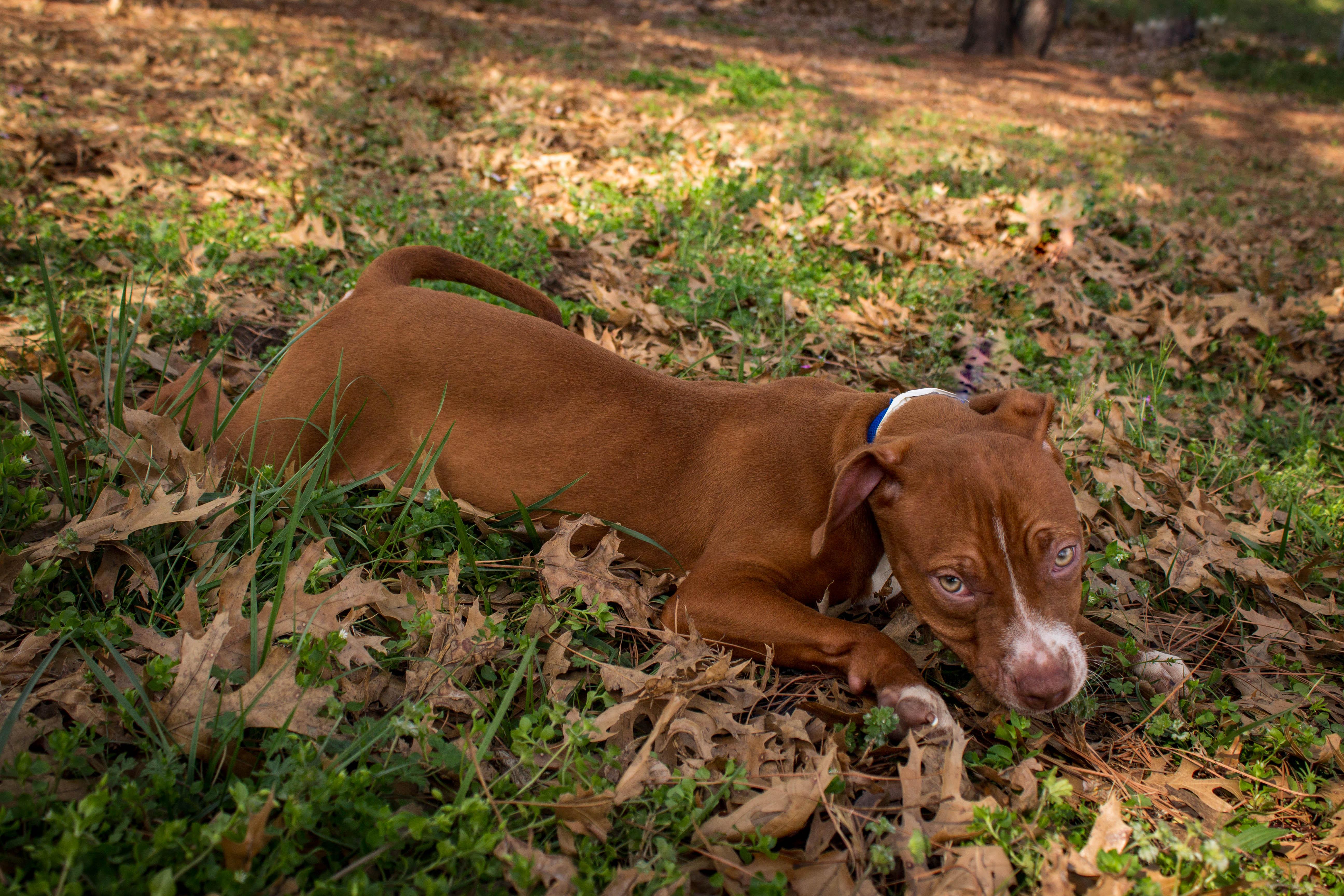 Enlarge KELSI, an adoptable Pit Bull Terrier in Jenks, OK image 2/3