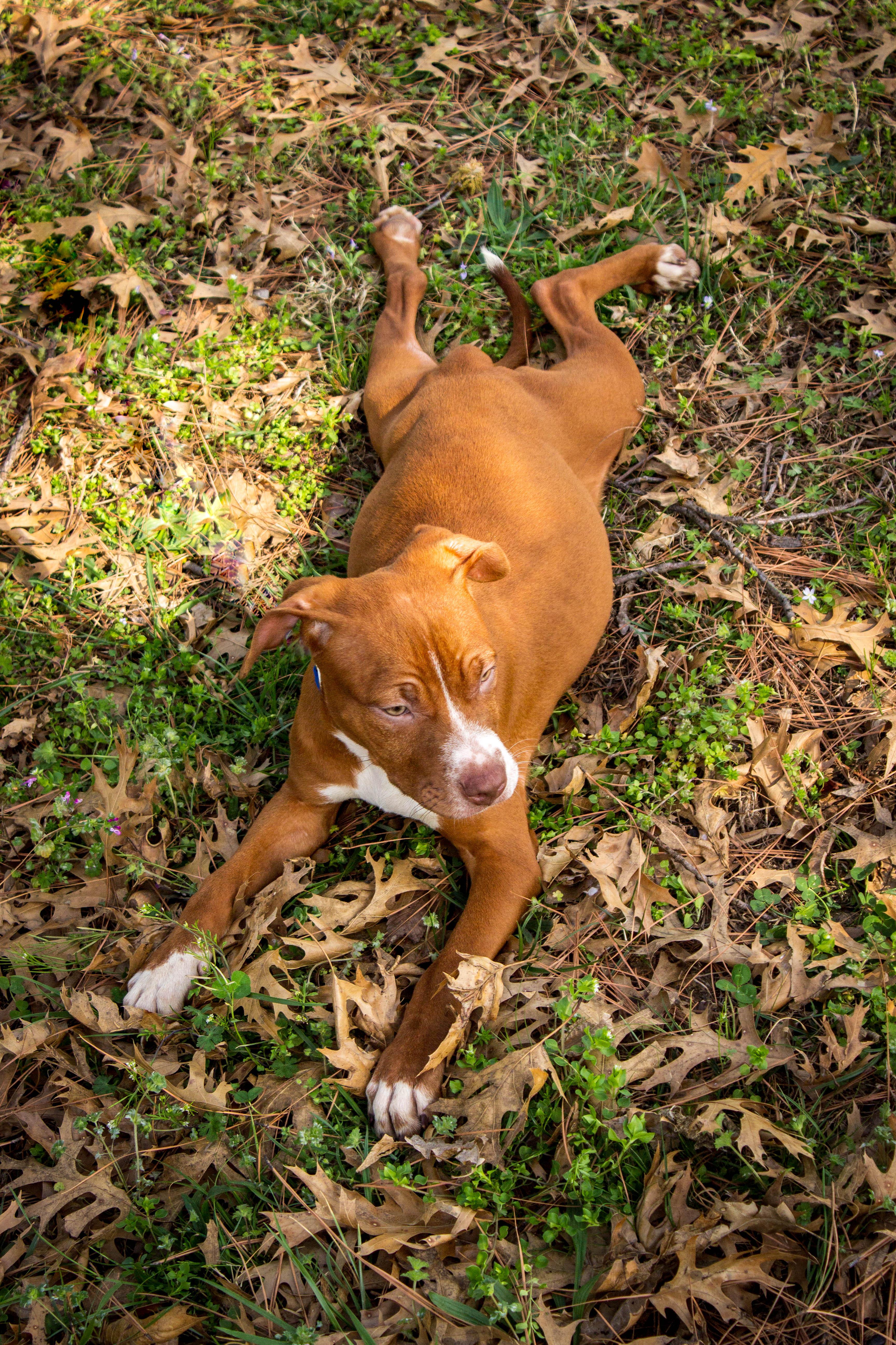 KELSI, adoptable, Young Female Pit Bull Terrier.