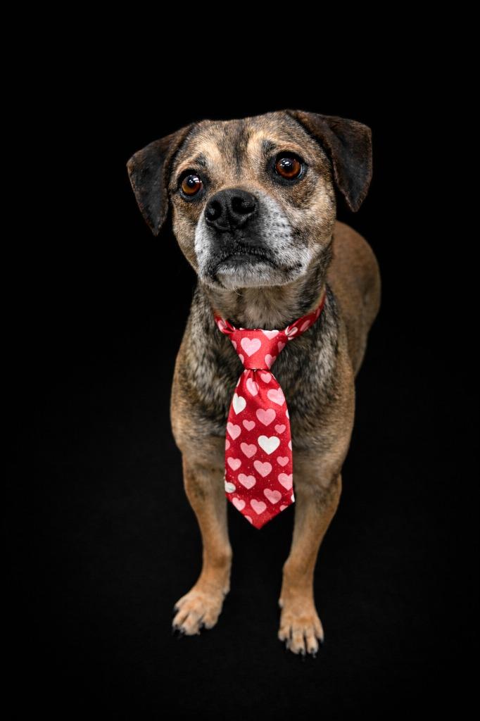 Casanova, Adoptable, Adult Male Pug & Beagle.