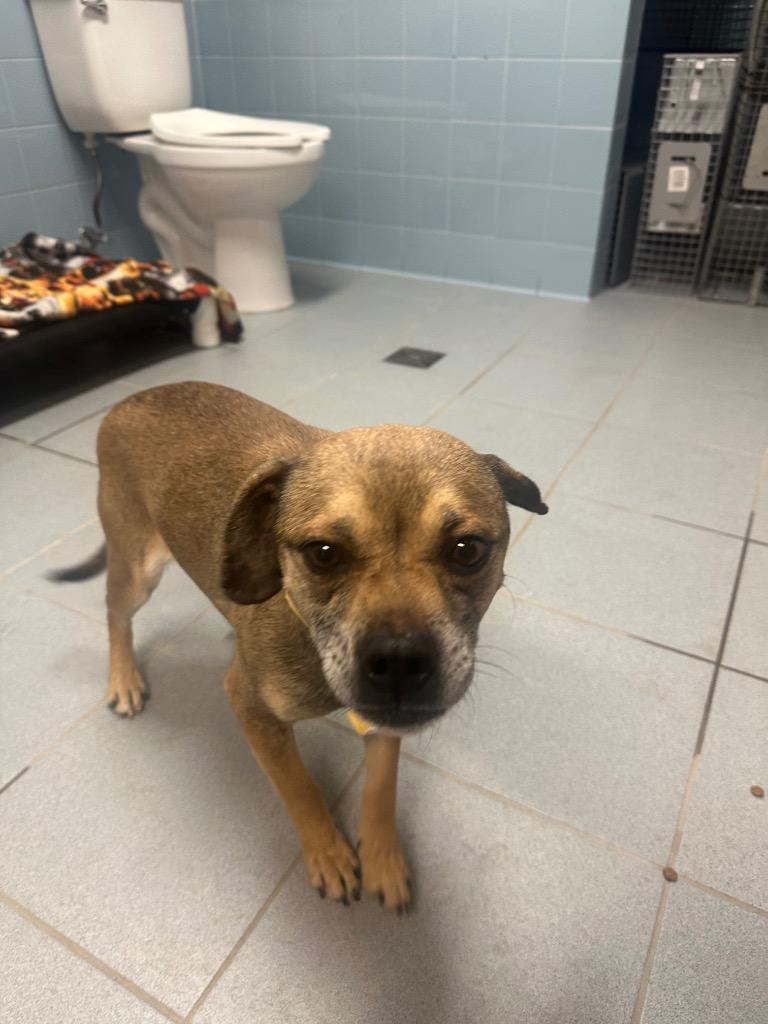 Casanova, Adoptable, Adult Male Pug & Beagle.