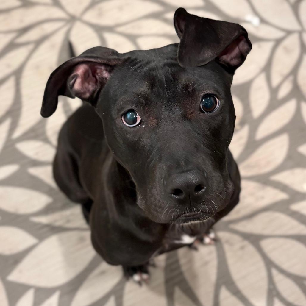 Enlarge Matilda, a Adoptable mixed breed in Canaan, NH image 3/6