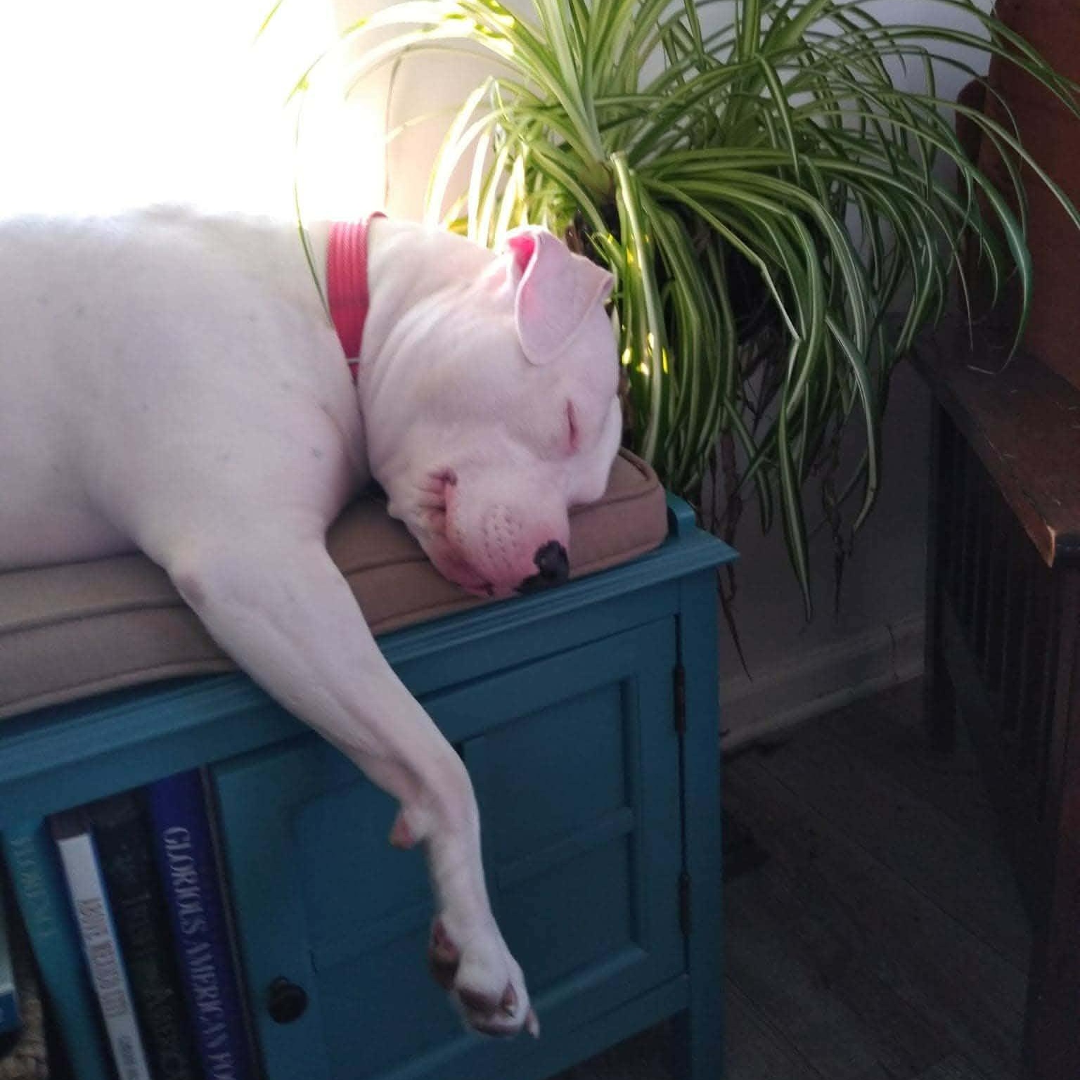 Enlarge LILY - URGENTLY SEEKING FOSTER OR ADOPTER, an adopted Pit Bull Terrier in Portland, CT image 5/5