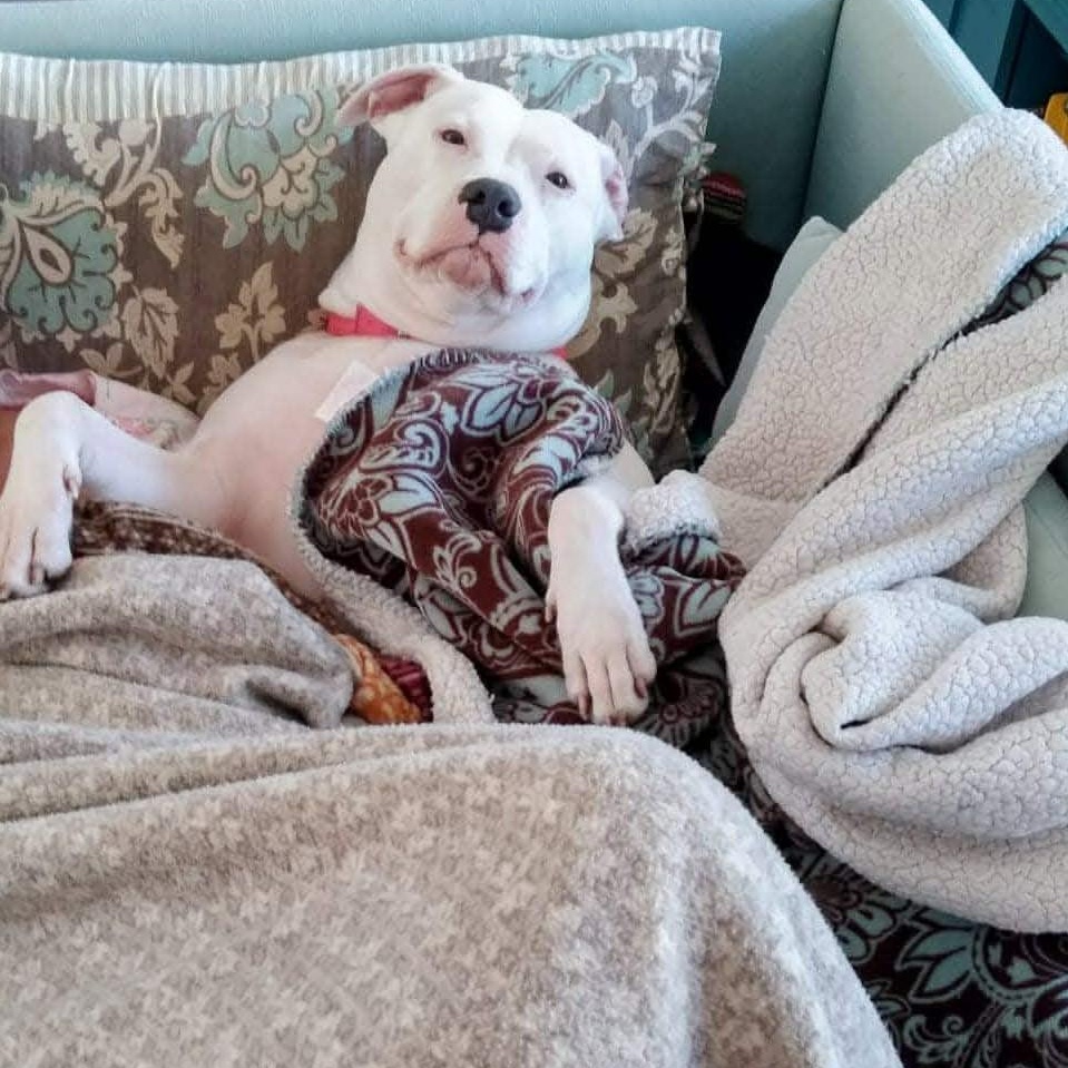 Enlarge LILY - URGENTLY SEEKING FOSTER OR ADOPTER, an adopted Pit Bull Terrier in Portland, CT image 4/5