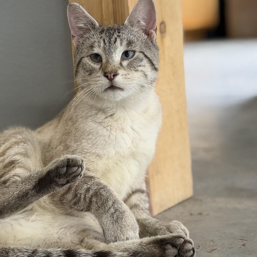 Dudley, Adoptable, Adult Male Domestic Short Hair.