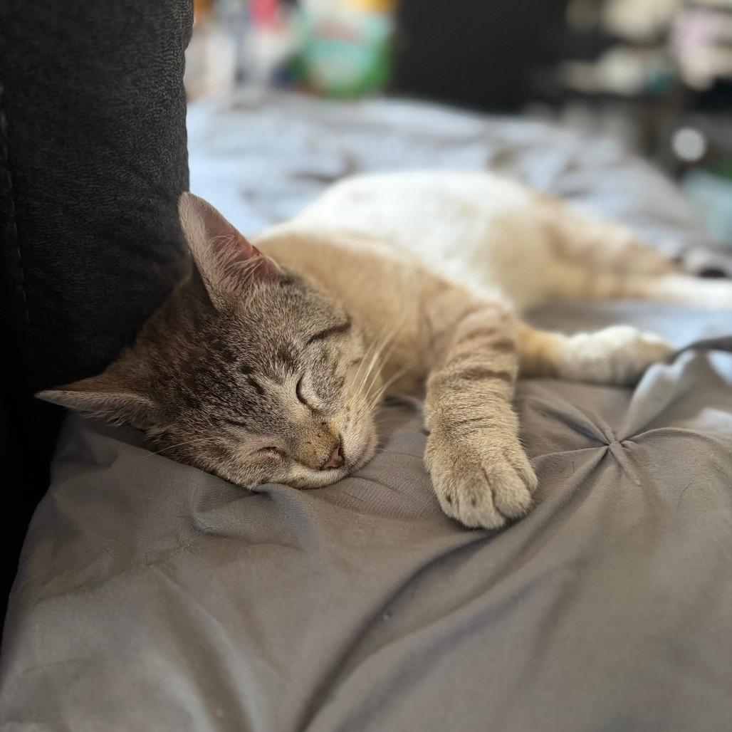 Dudley, a Adoptable Domestic Short Hair in Wadena, MN image 2/4