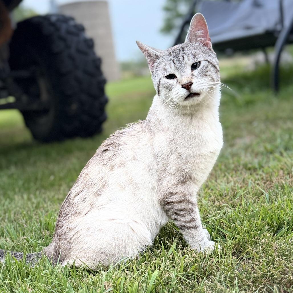 Dudley, a Adoptable Domestic Short Hair in Wadena, MN image 3/4