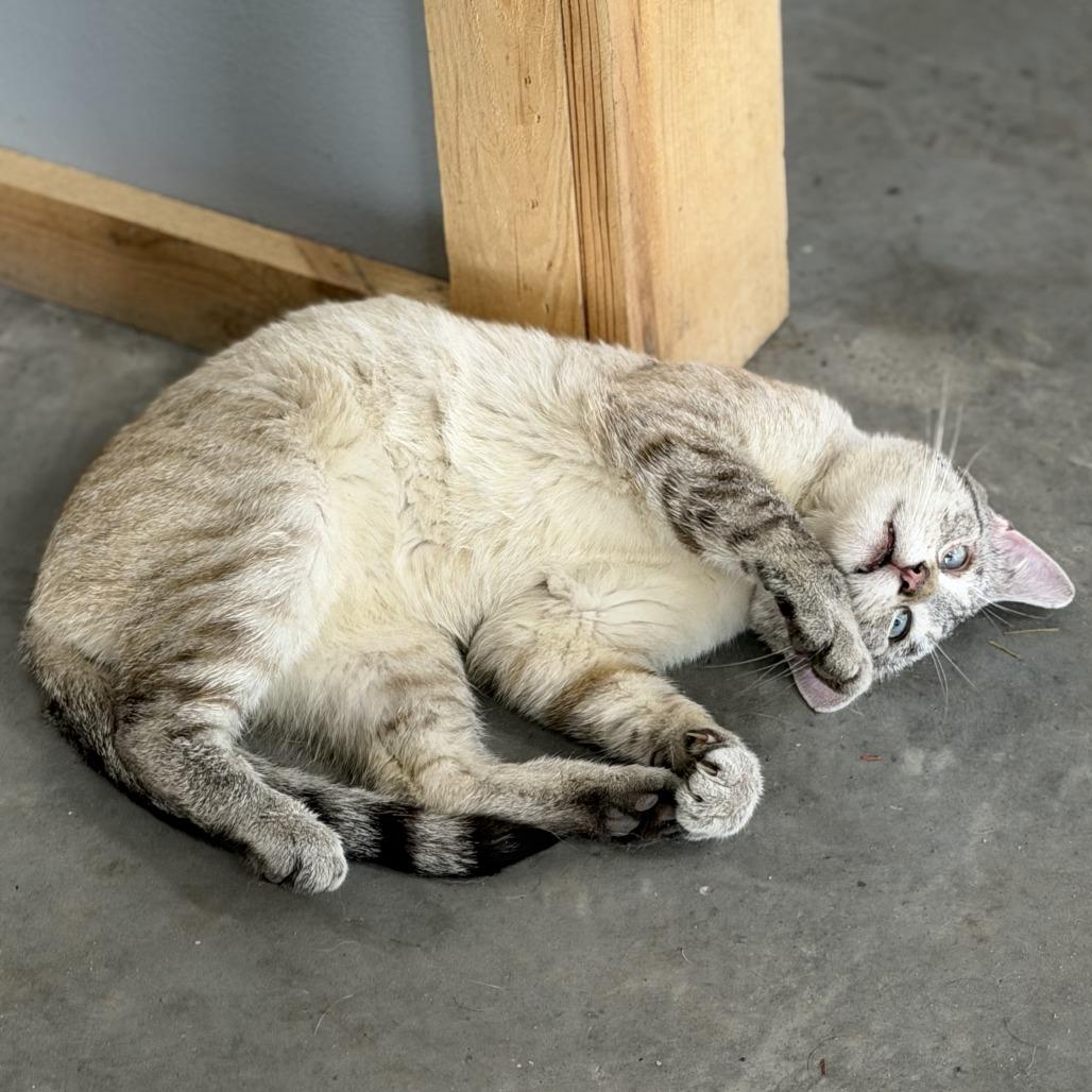 Dudley, a Adoptable Domestic Short Hair in Wadena, MN image 4/4