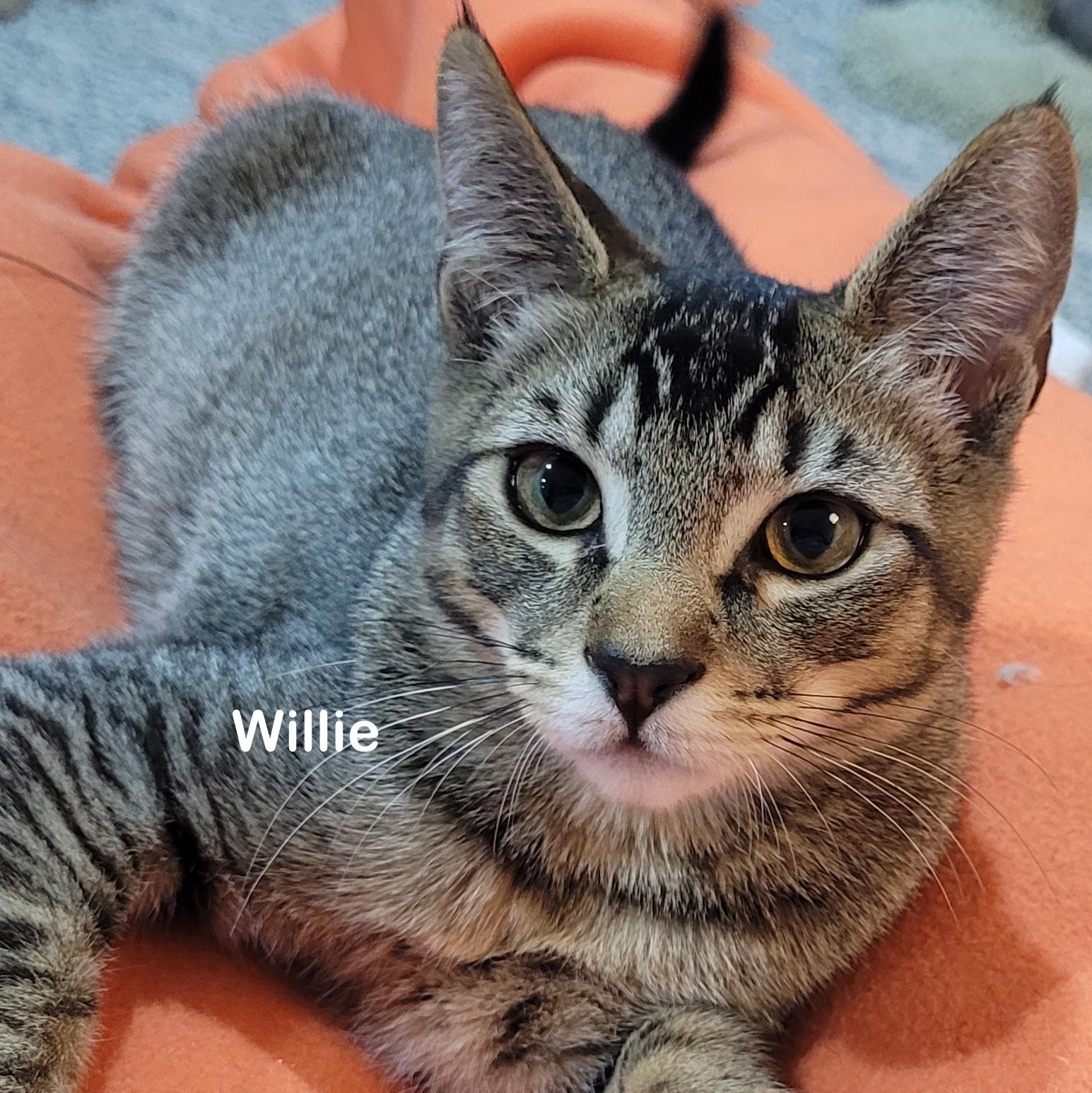 Enlarge Waylon, a Adoptable Domestic Short Hair in Portland, OR image 3/6