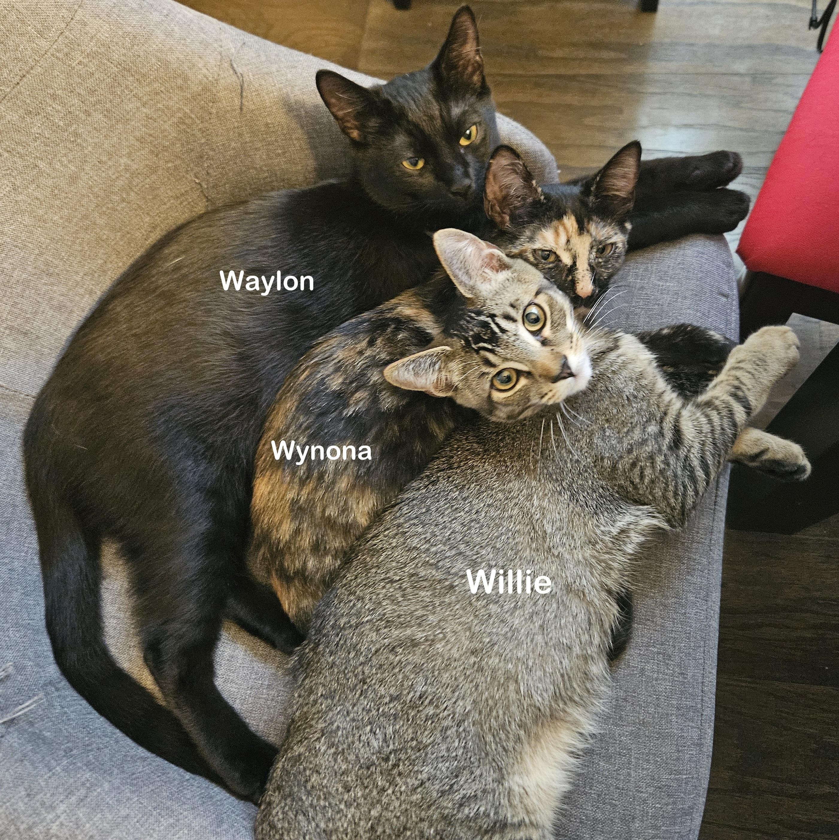 Enlarge Waylon, a Adoptable Domestic Short Hair in Portland, OR image 2/6