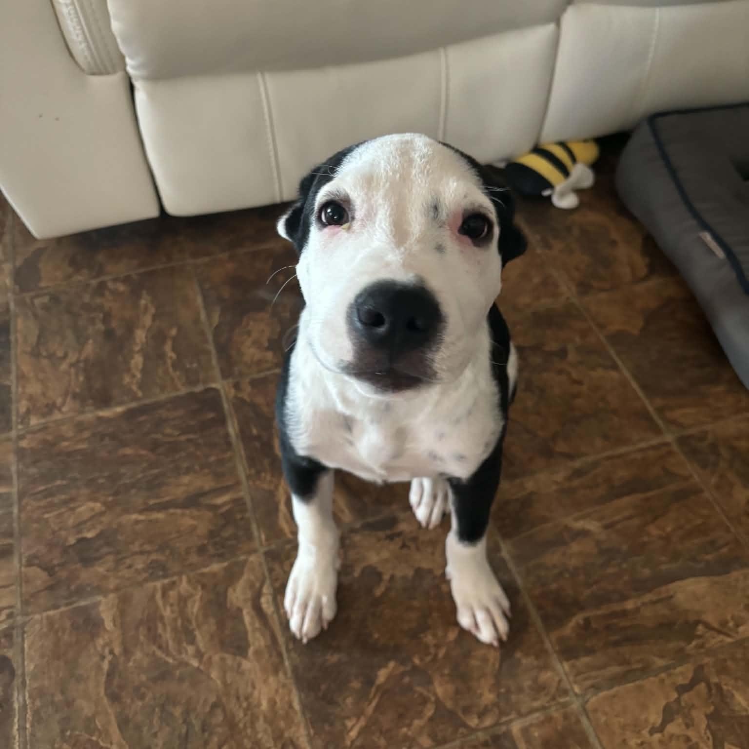 Enlarge Oreo, a Adoptable mixed breed in Billings, MT image 3/4