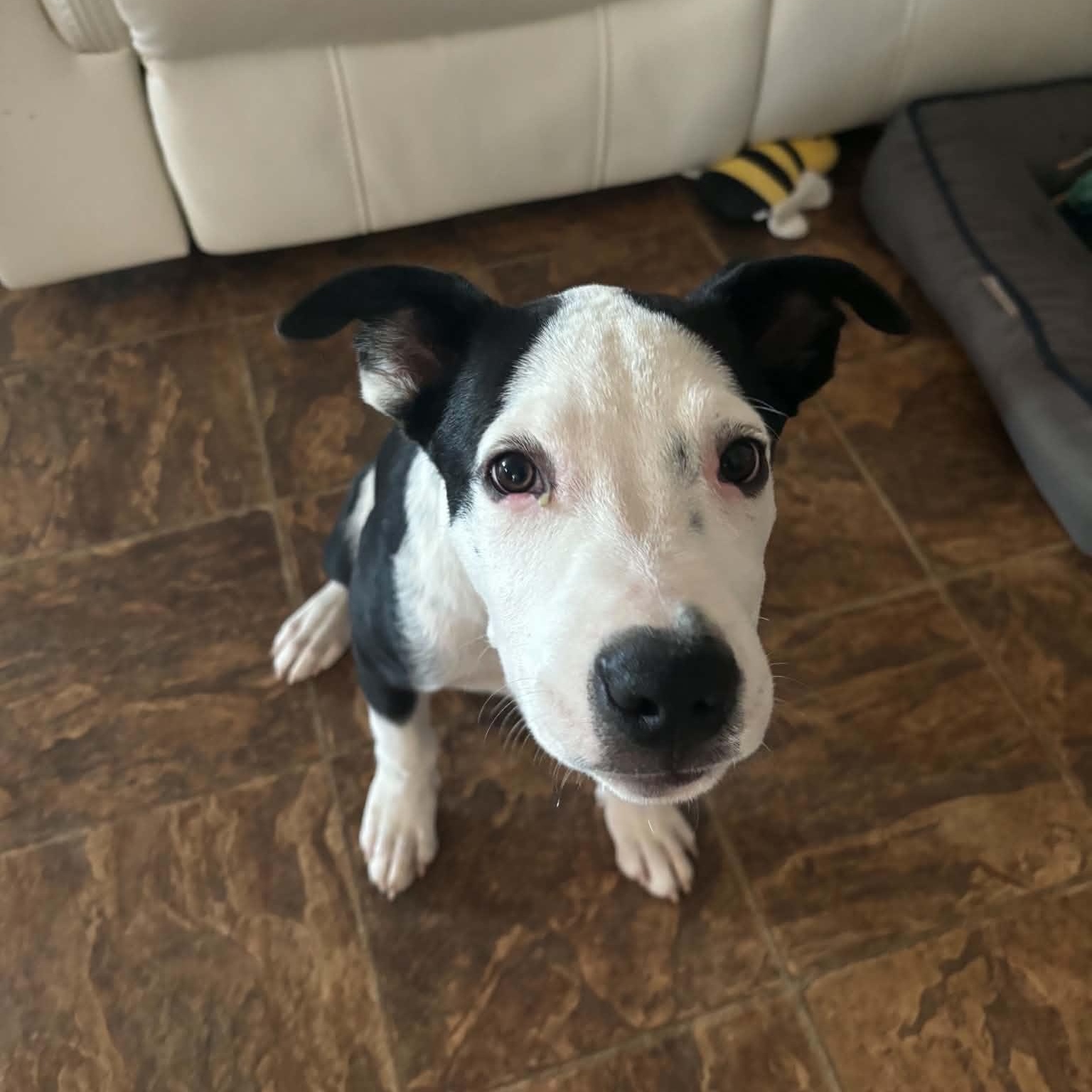 Enlarge Oreo, a Adoptable mixed breed in Billings, MT image 2/4
