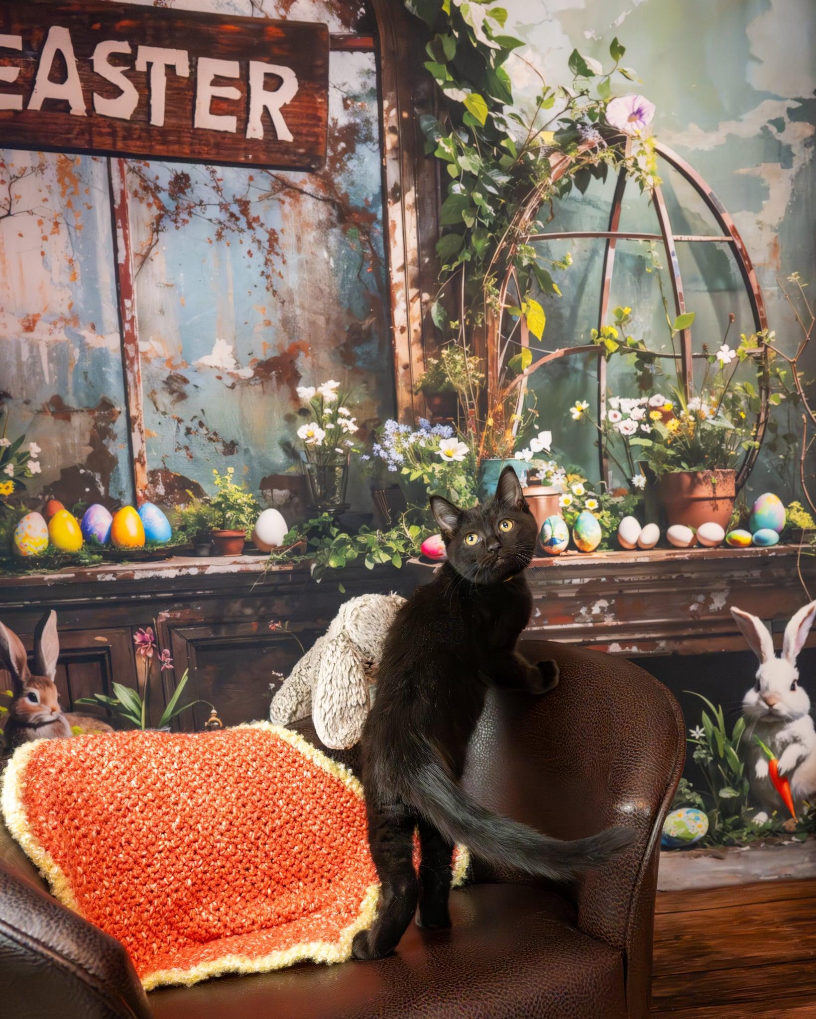 Enlarge Inky, an adopted Domestic Short Hair in Lapeer, MI image 2/3