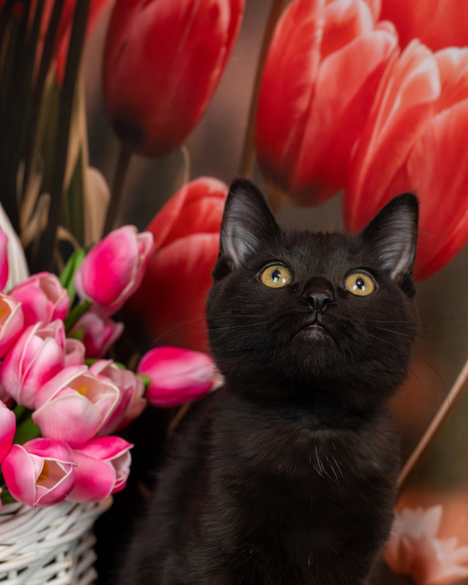 Enlarge Inky, an adopted Domestic Short Hair in Lapeer, MI image 1/3