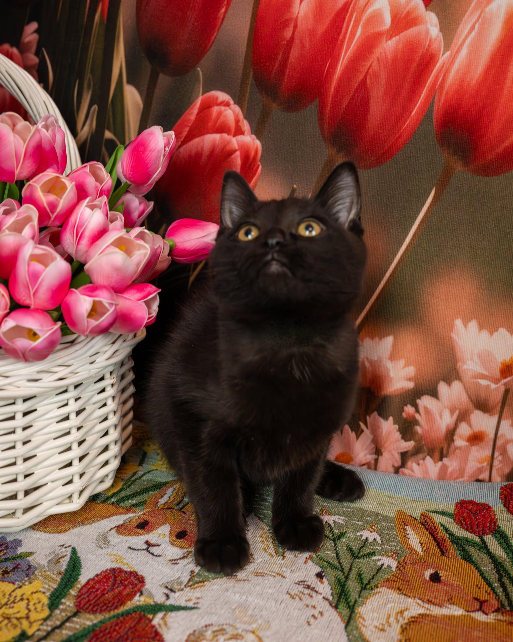 Enlarge Inky, an adopted Domestic Short Hair in Lapeer, MI image 3/3