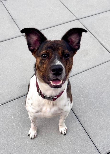 Coquito, a Adoptable Cattle Dog in Far Rockaway, NY image 1/2