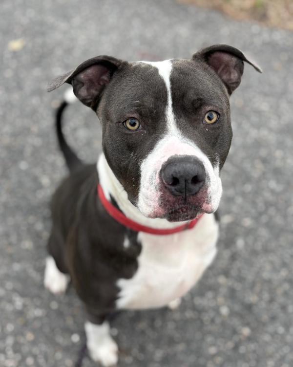 Enlarge Richard, a Adoptable mixed breed in Virginia Beach, VA image 1/1