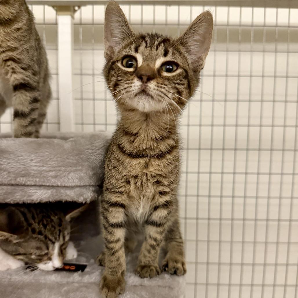 Jane 2026-309, Adoptable, Kitten Female Domestic Short Hair & Manx.