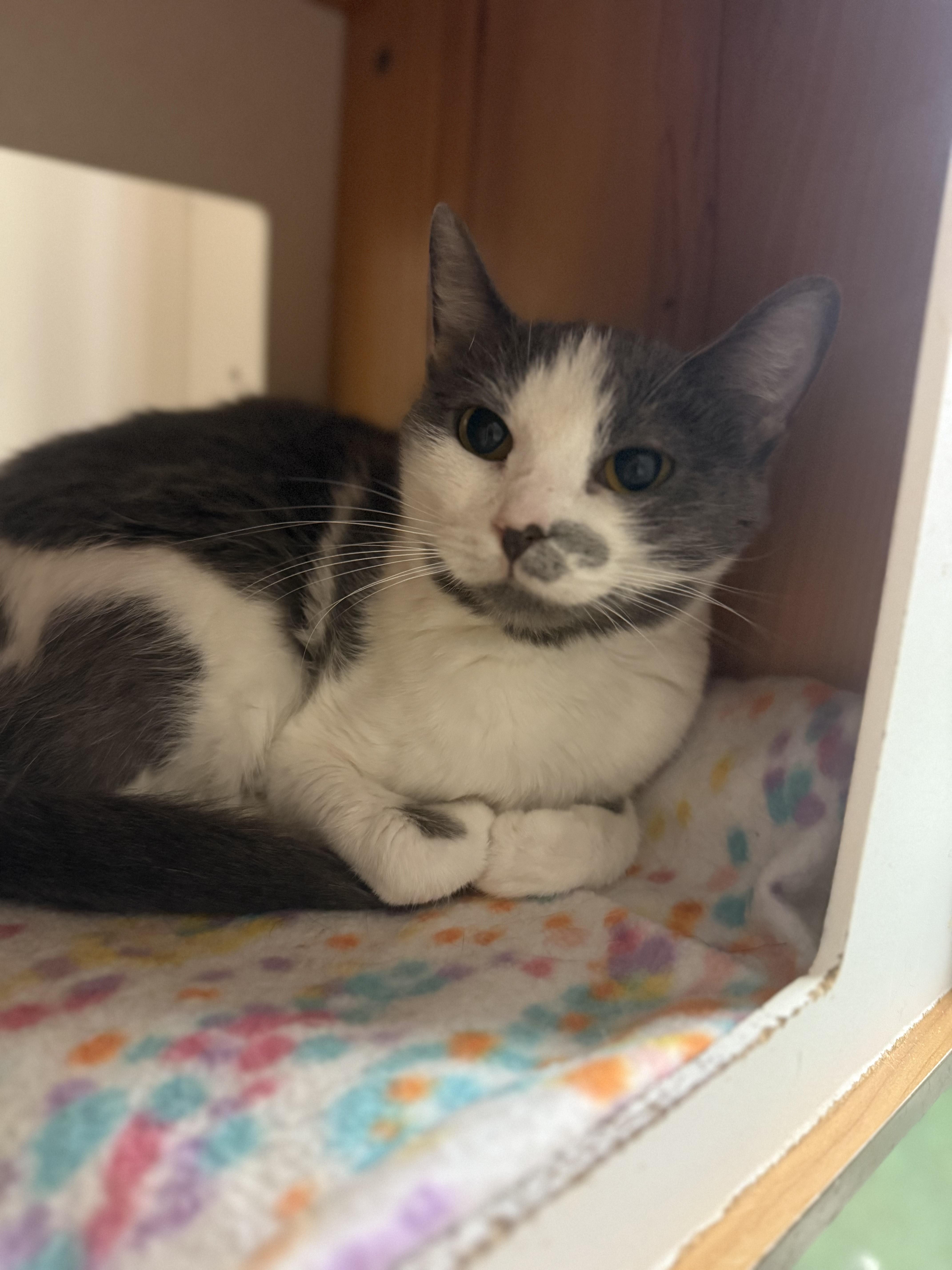 Calisto, Adoptable, Adult Female Domestic Short Hair.