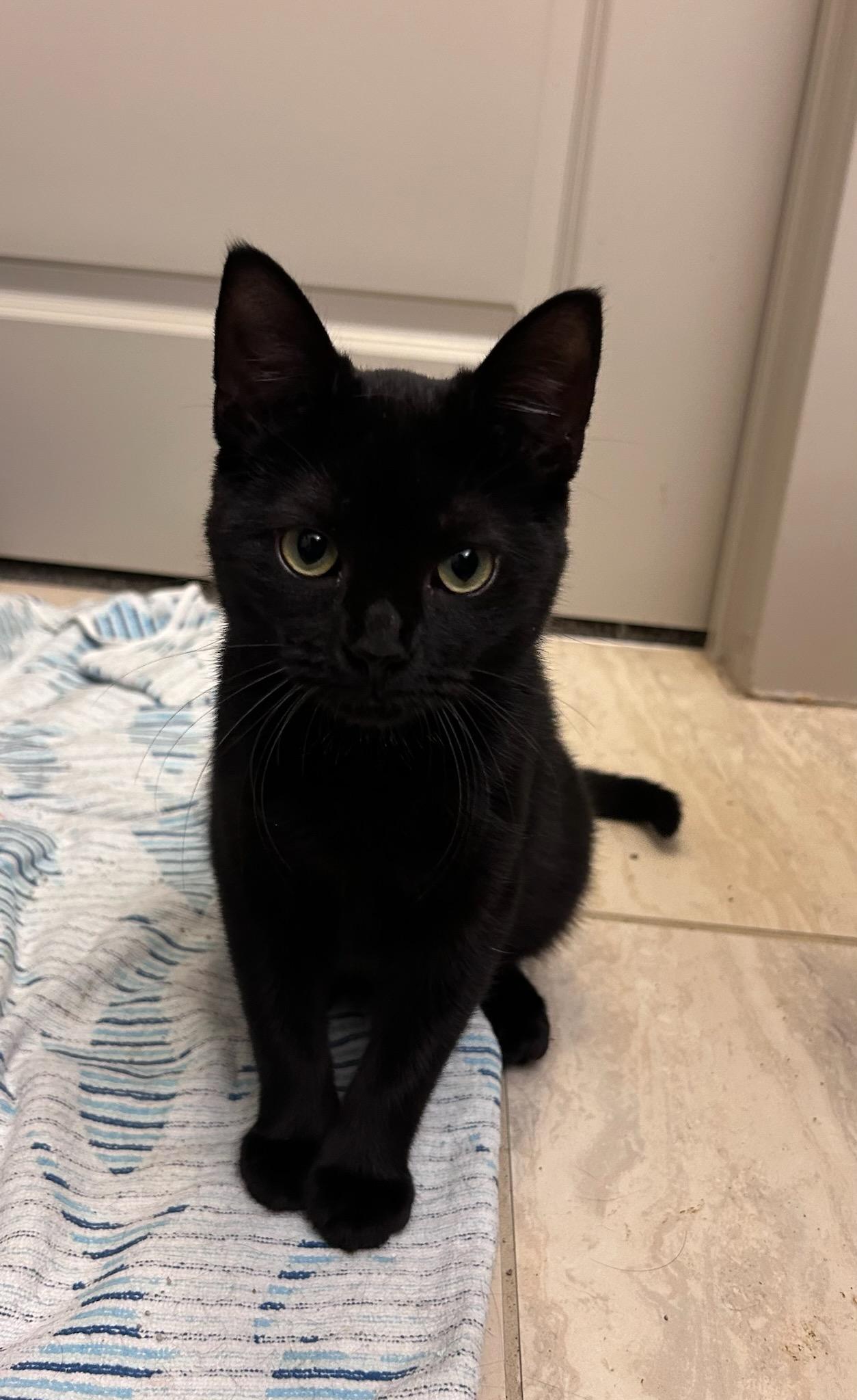 Pepper  bonded with Binx 2