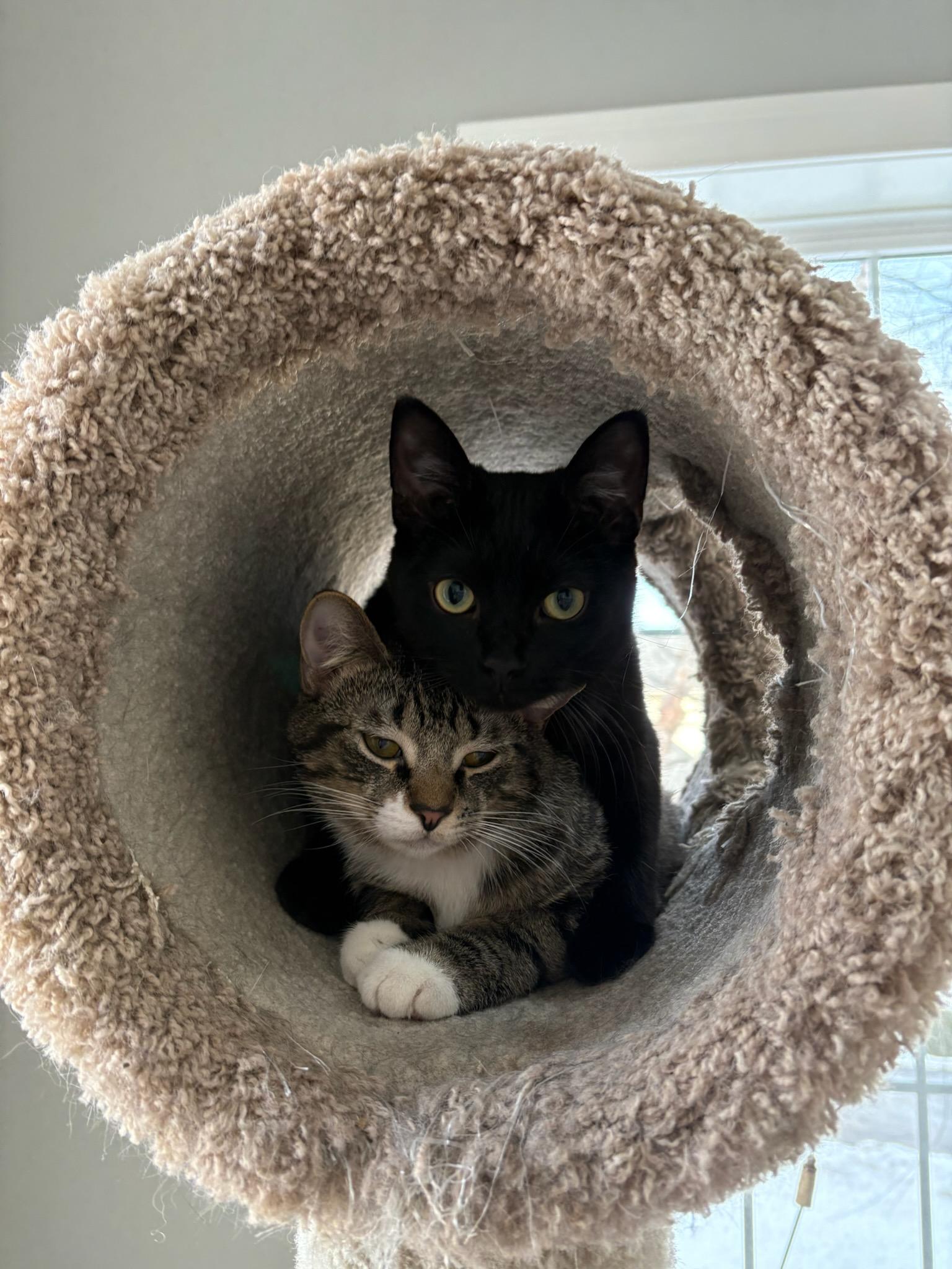 Pepper  bonded with Binx