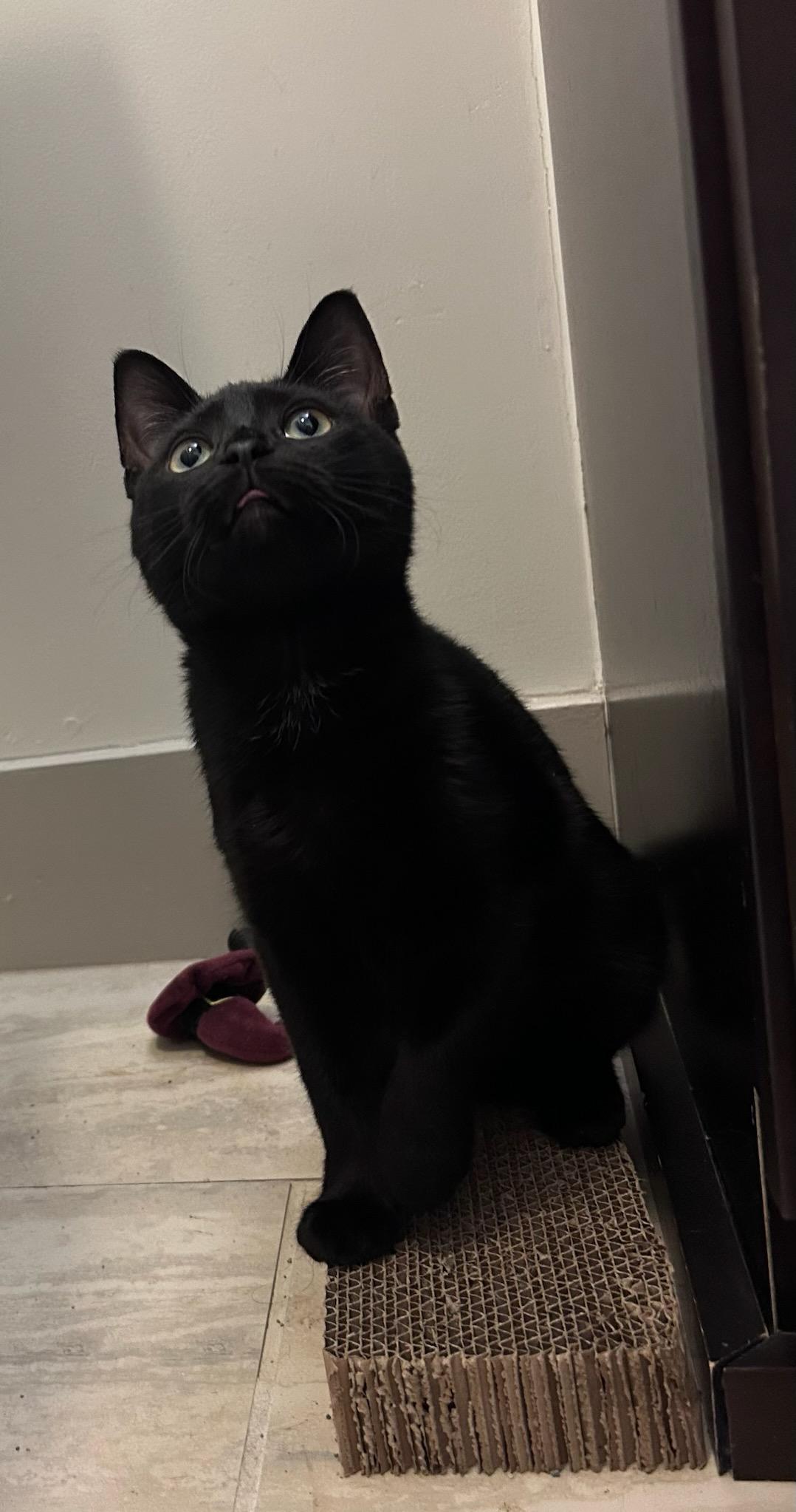 Pepper  bonded with Binx 3