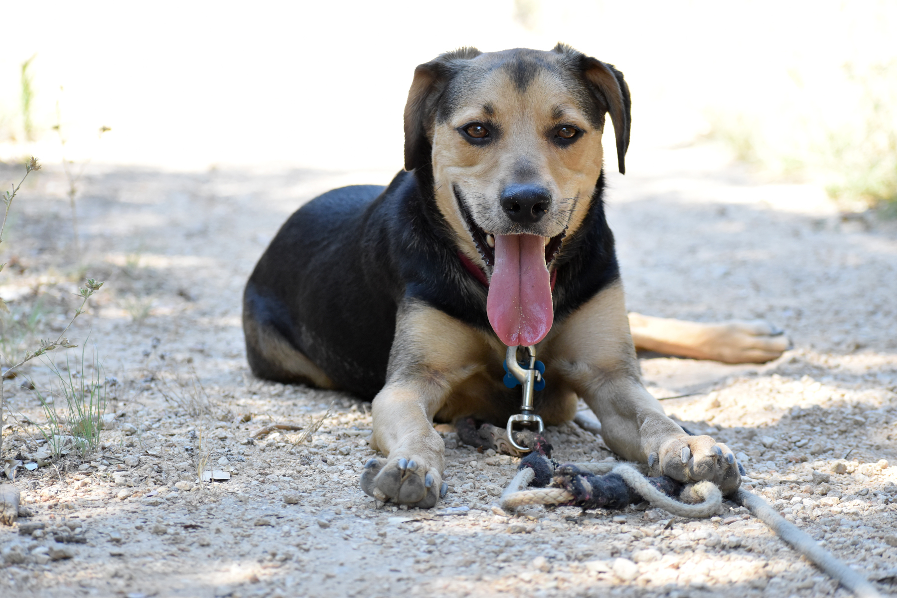 Buster, Adoptable, Adult Male Beagle & Manchester Terrier.