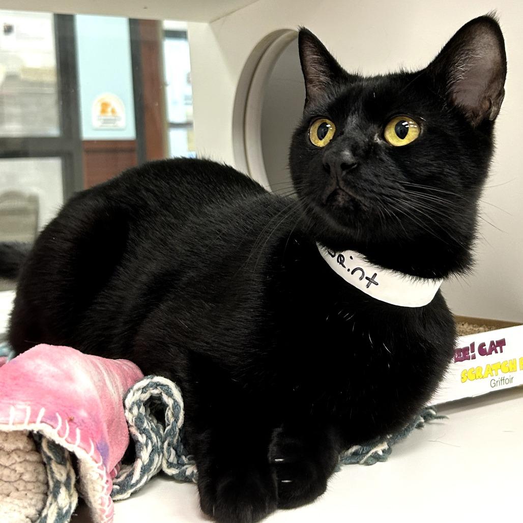 Enlarge Saint, a Adoptable mixed breed in West Palm Beach, FL image 1/6