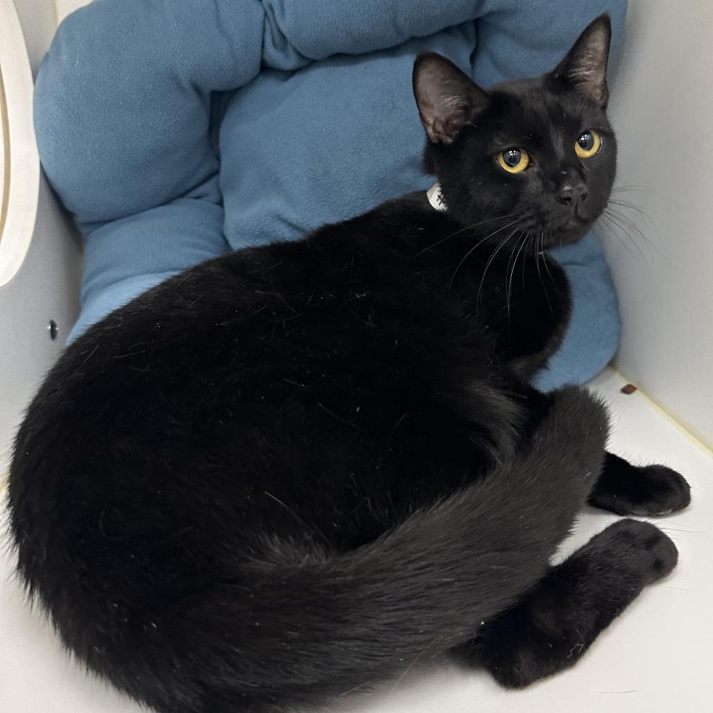 Enlarge Saint, a Adoptable mixed breed in West Palm Beach, FL image 2/6