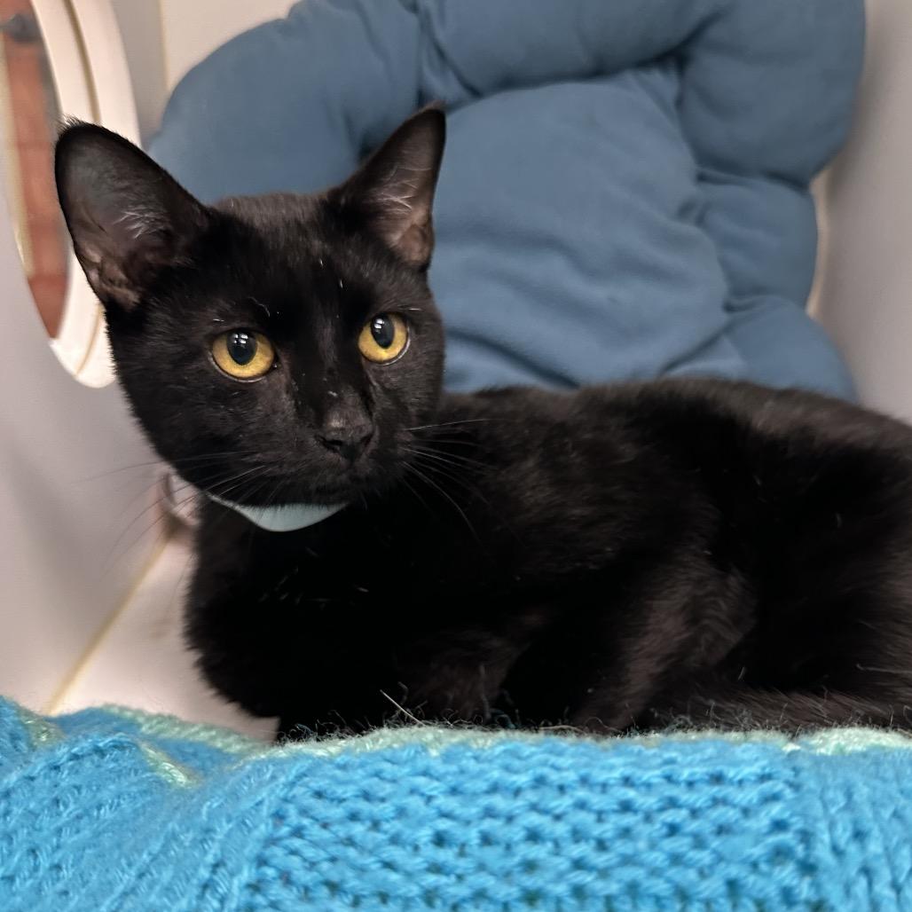 Enlarge Saint, a Adoptable mixed breed in West Palm Beach, FL image 4/6