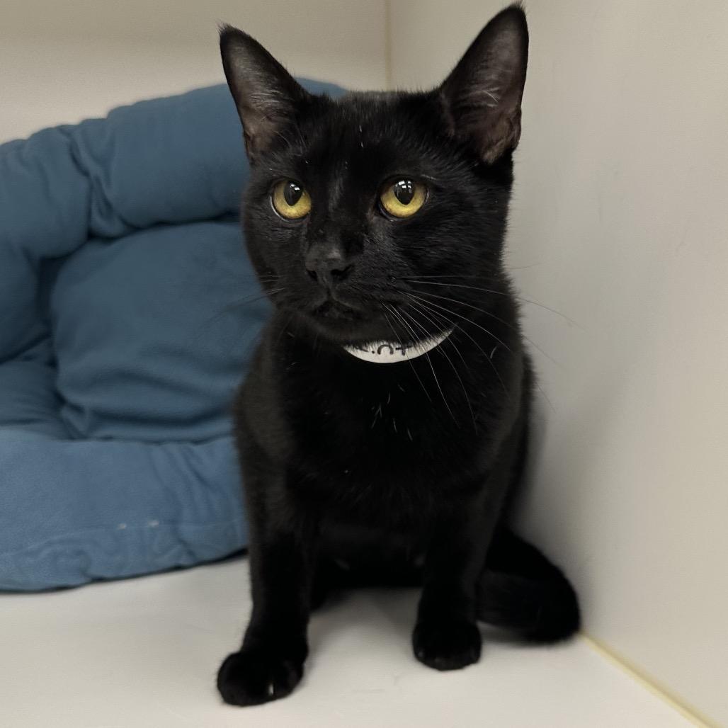 Enlarge Saint, a Adoptable mixed breed in West Palm Beach, FL image 5/6