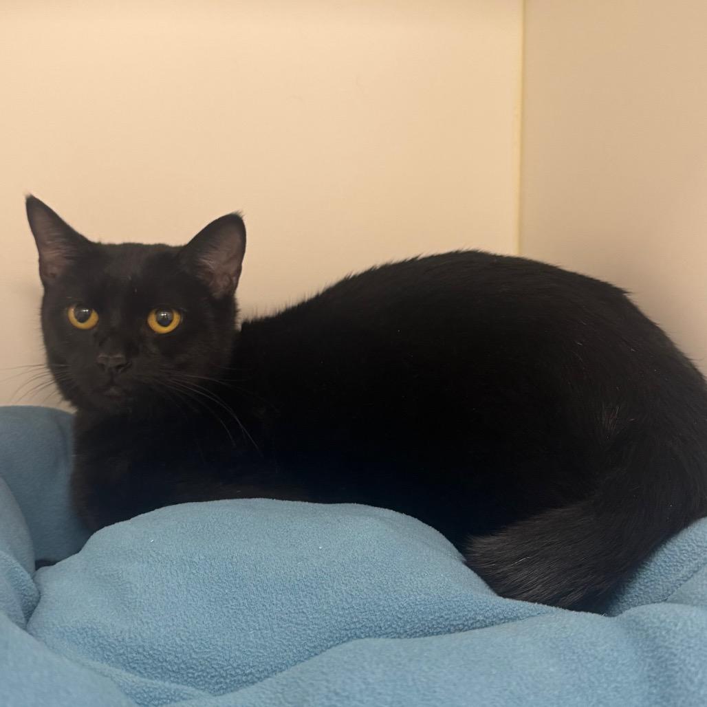 Enlarge Saint, a Adoptable mixed breed in West Palm Beach, FL image 6/6