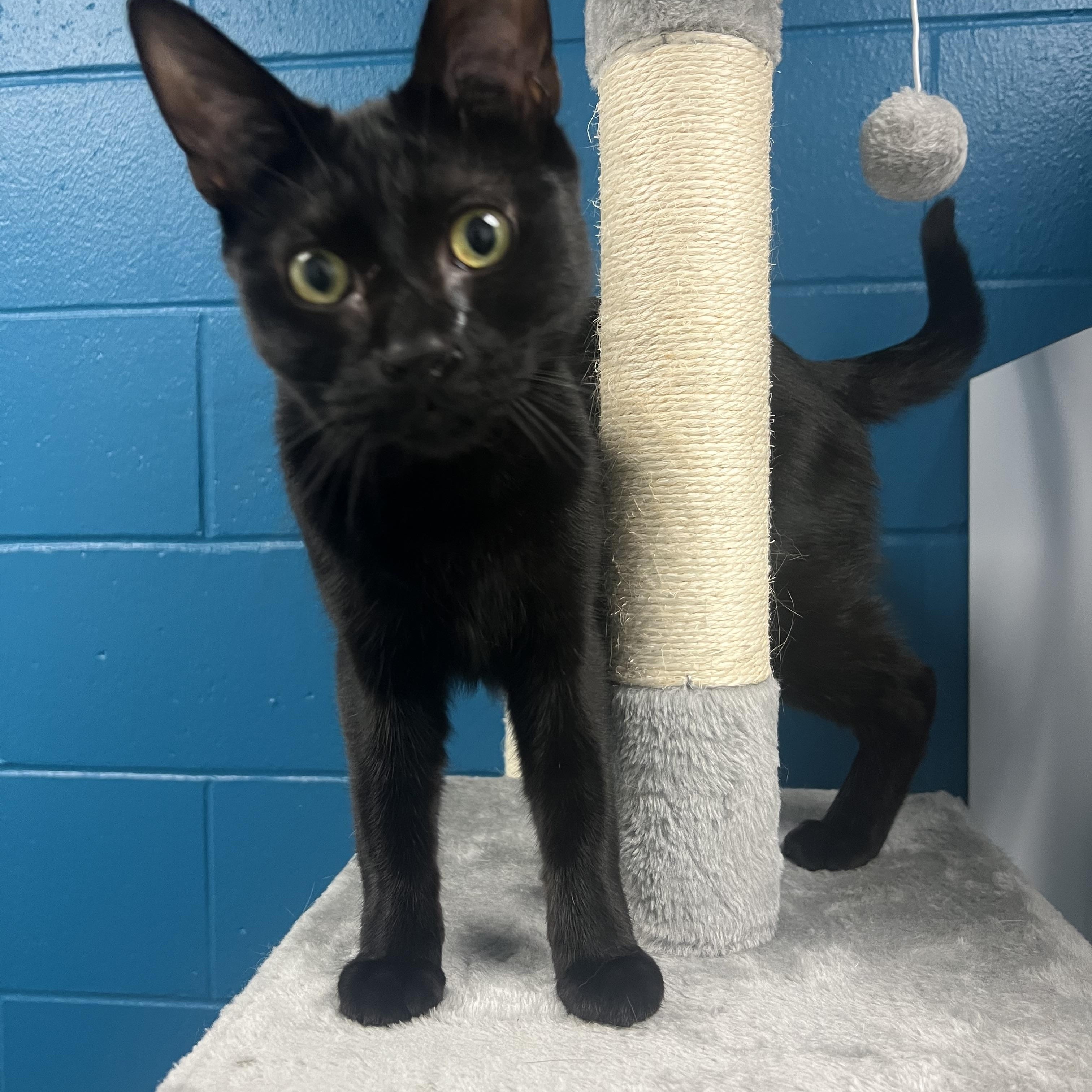 Binx