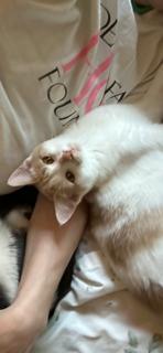 Enlarge Lily, a Adoptable Domestic Short Hair in Kohler, WI image 1/3