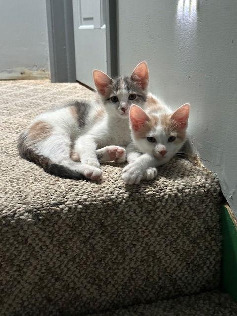 Enlarge Lily, a Adoptable Domestic Short Hair in Kohler, WI image 2/3